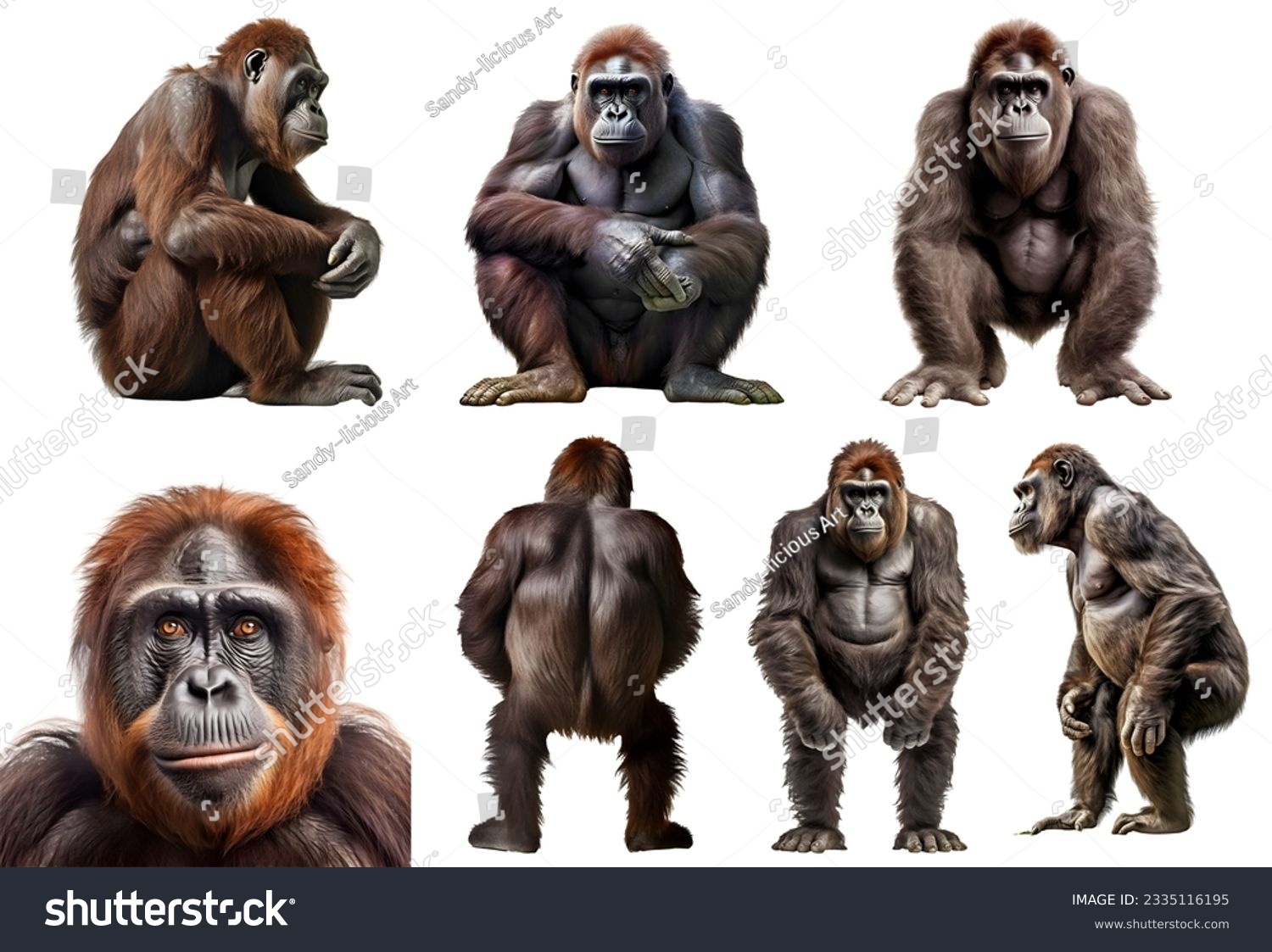 ape, many angles and view portrait side back head shot isolated on white background cutout #2335116195
