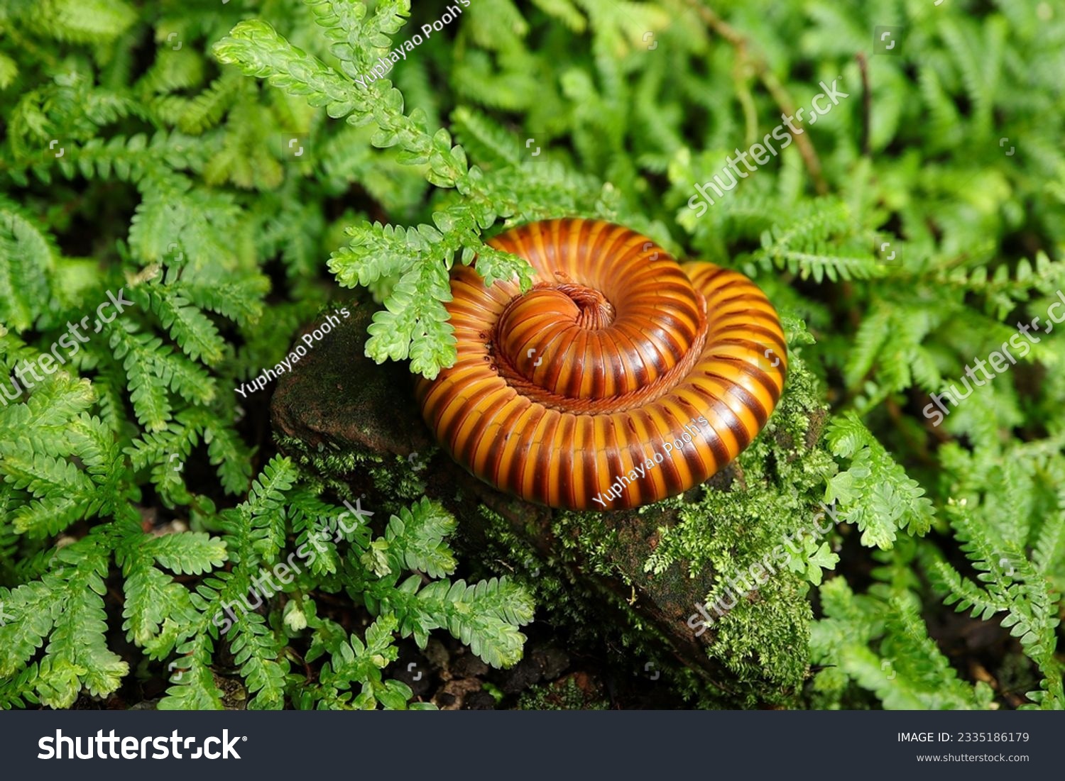 Close up Giant millipedes, "Harpagophoridae" millipede curled up on mossy rocks. Orange millipede, Trigoniulus corallinus on the ground. #2335186179