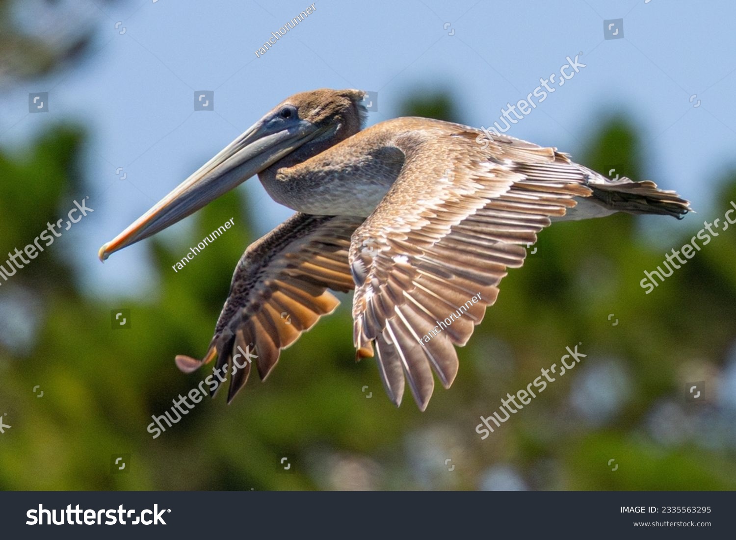 Brown pelican flying in beautiful light,  seen in the wild in North California #2335563295