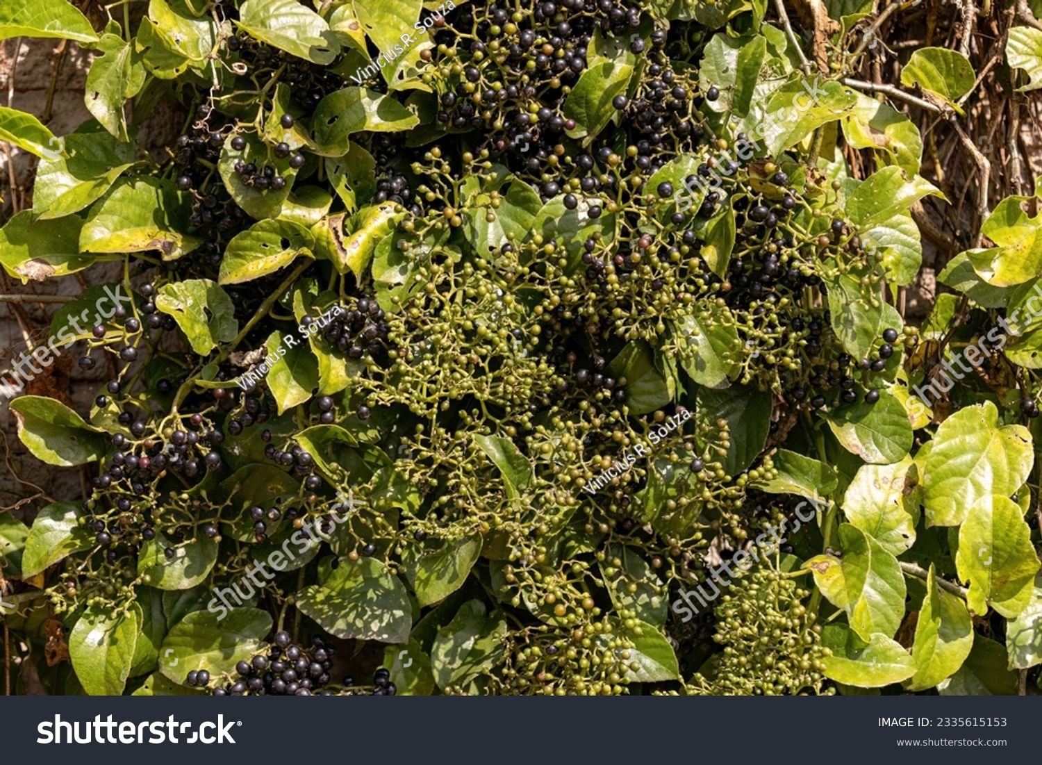 Possum Grape Fruiting Plant of the species - Royalty Free Stock Photo ...