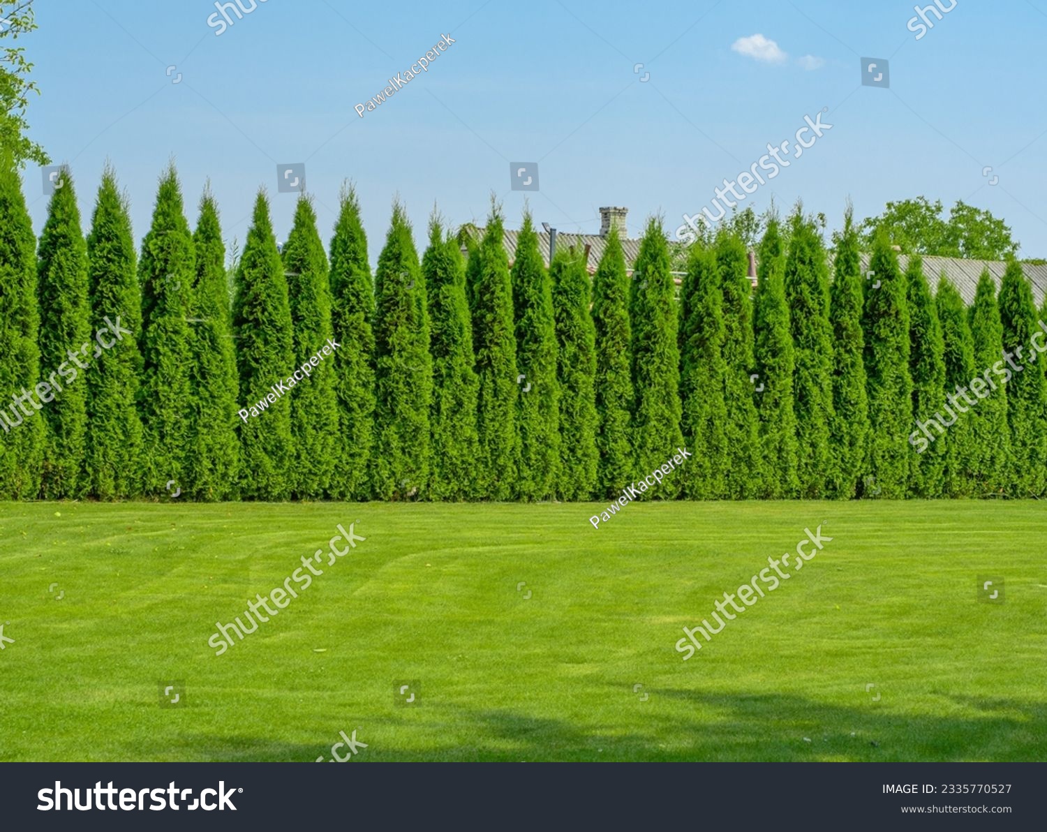 Tall thujas, beautiful hedge in the garden #2335770527