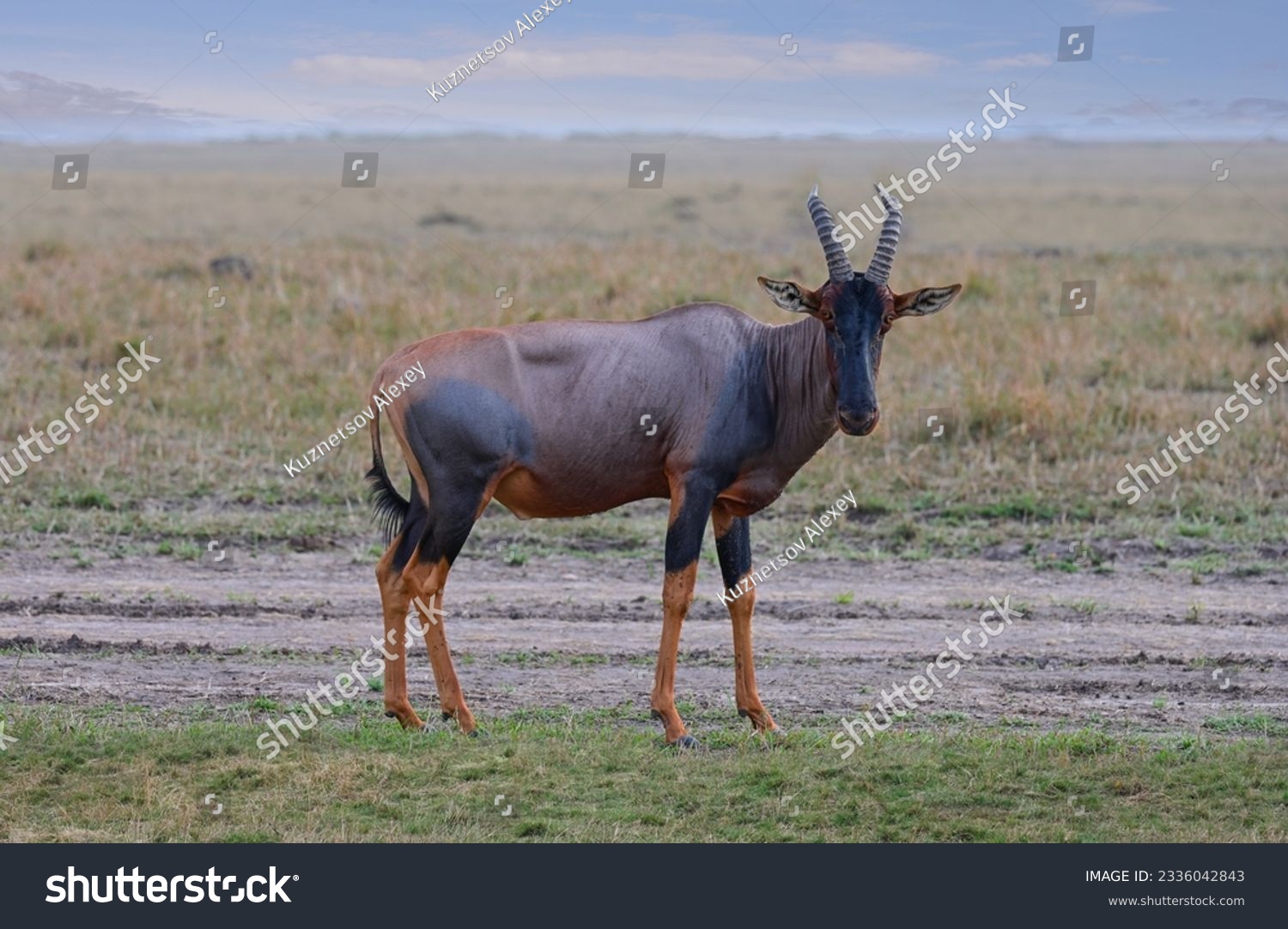 Bubal antelope graze in the savannah in its natural environment in Kenya, Africa
 #2336042843