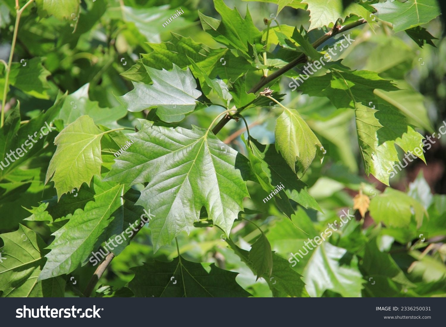 Platanus hispanica shadow plane green leaves #2336250031
