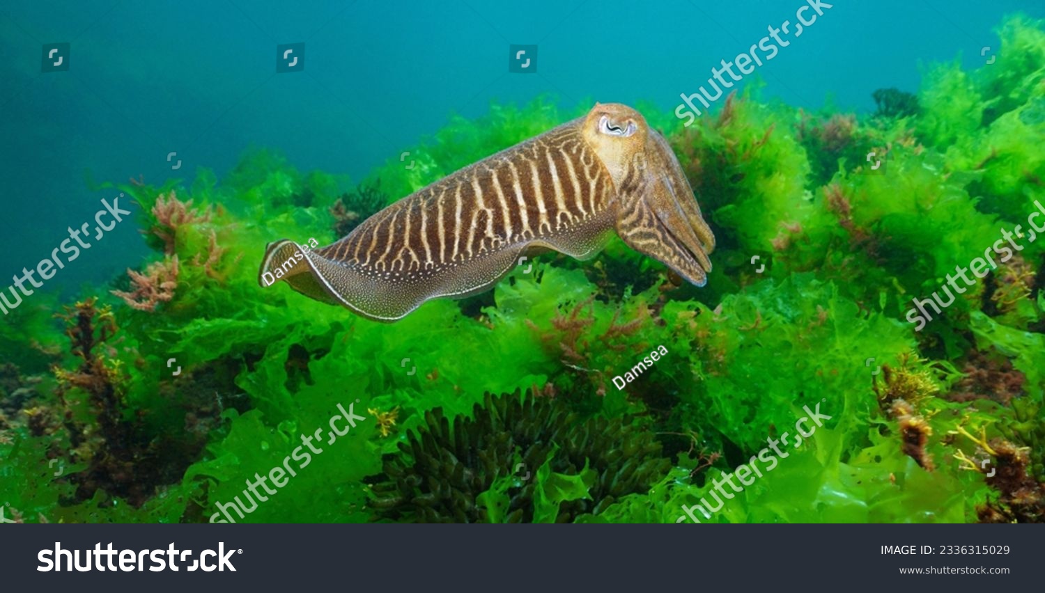 A cuttlefish underwater in the sea (Sepia officinalis, European common cuttlefish) with algae, Atlantic ocean, natural scene, Spain, Galicia #2336315029
