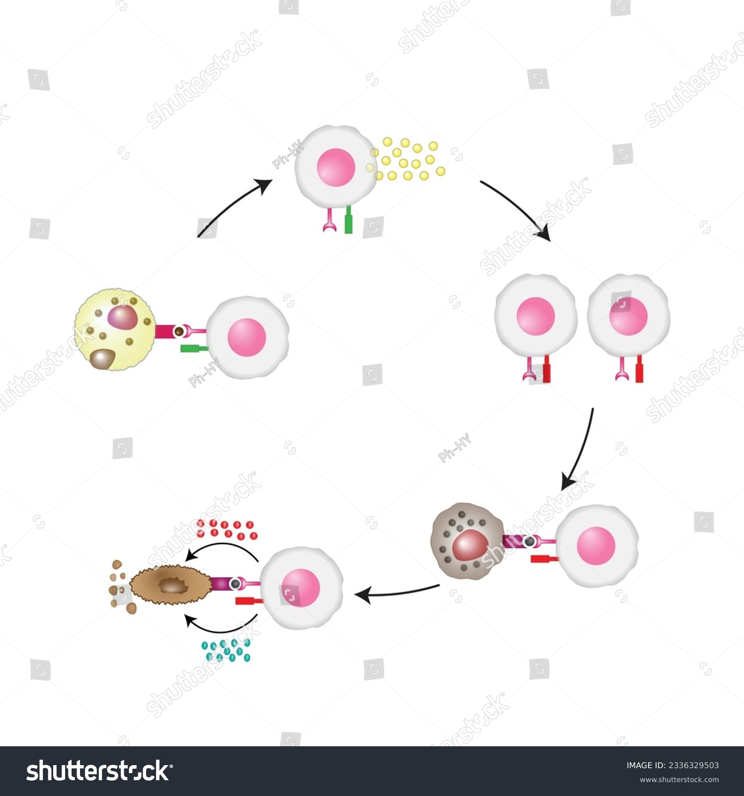 T Cell Activation Diagram Helper T Cell And Royalty Free Stock Vector 2336329503