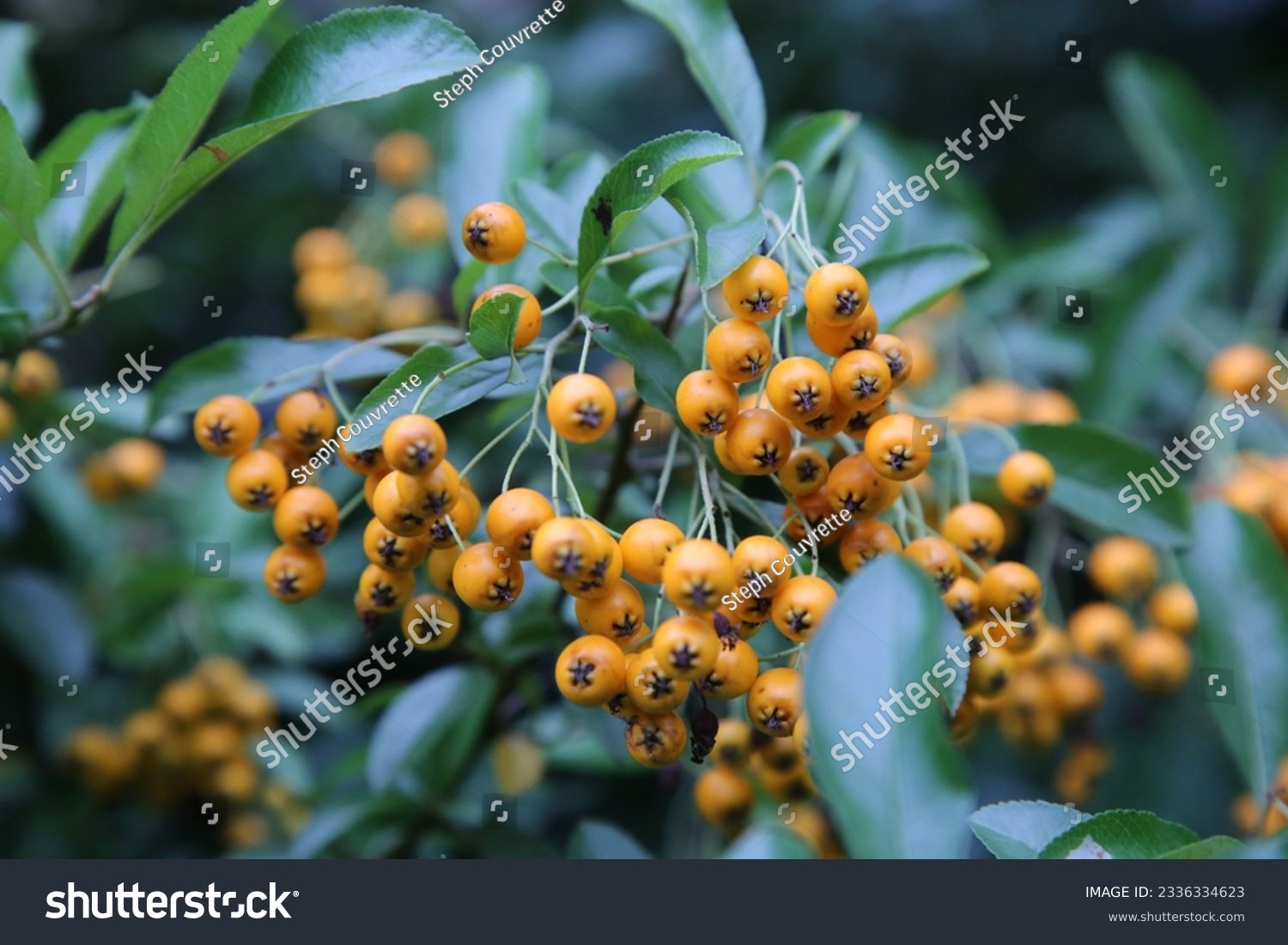 Pyracantha Angustifolia Narrowleaf Firethorn Shrub with Yellow Pome Berries #2336334623
