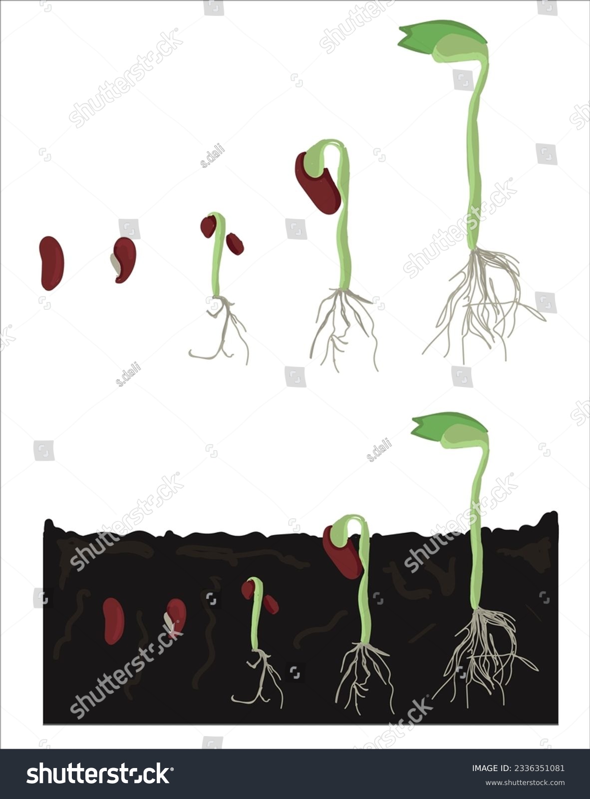 Growth stages of bean plant. Bean growing stages - Royalty Free Stock ...