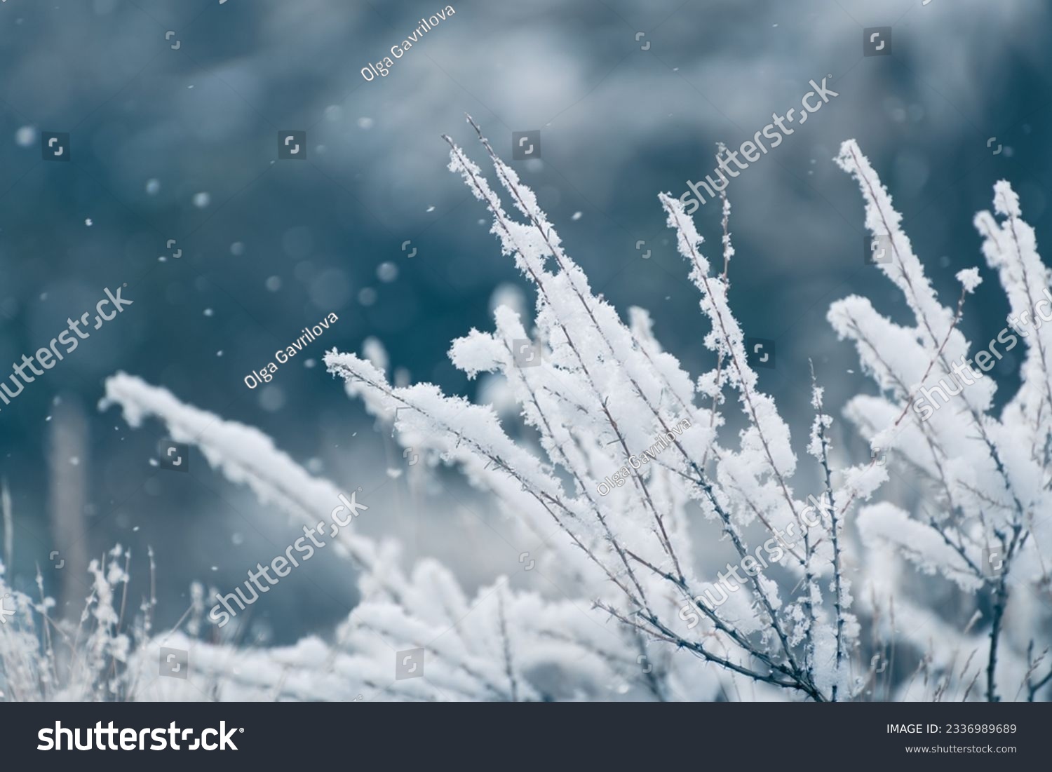Snow-covered plants in winter forest during snowfall. Macro image, shallow depth of field. Winter nature background #2336989689
