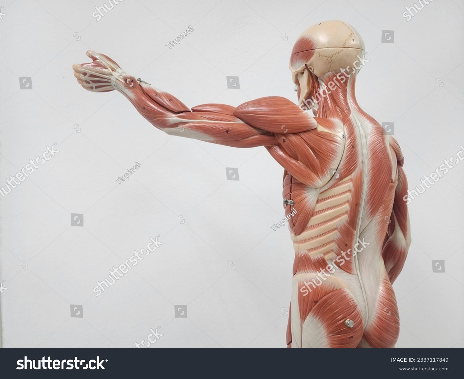 human muscular and skeletal anatomy model #2337117849
