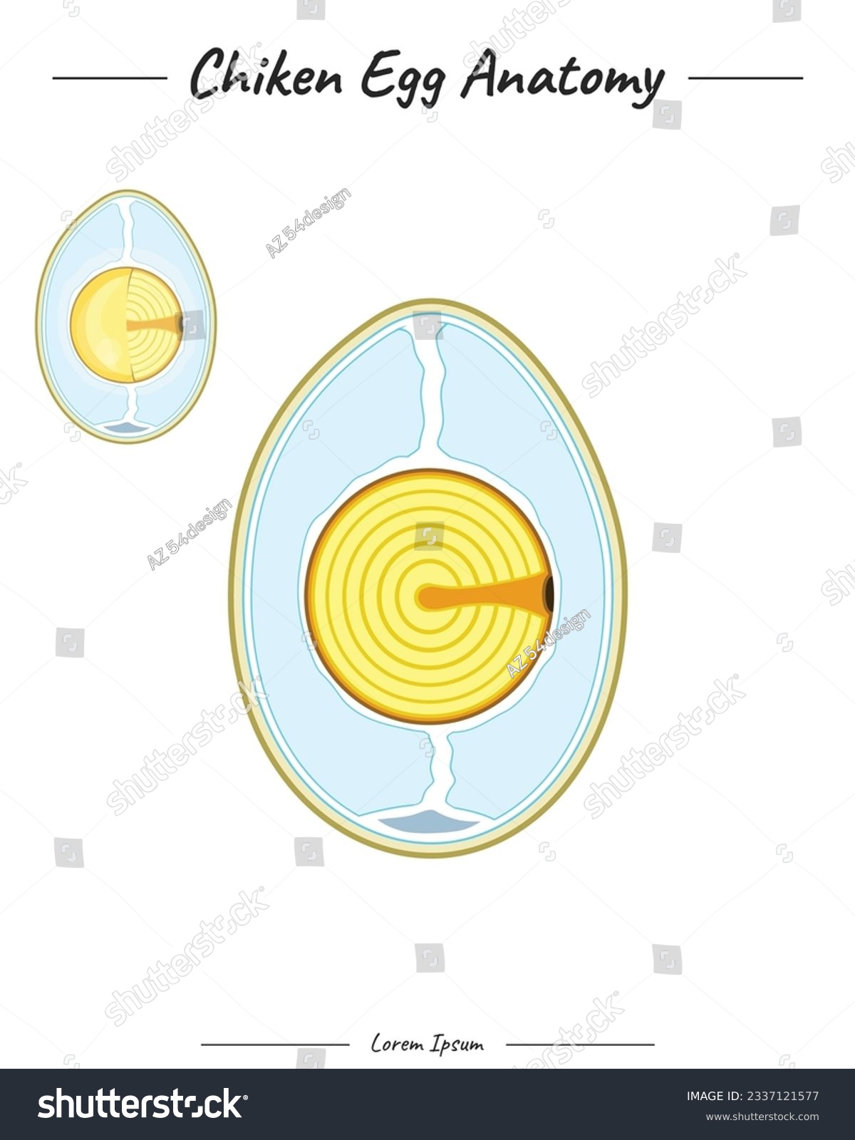 Chicken egg anatomy template. template for - Royalty Free Stock Vector ...