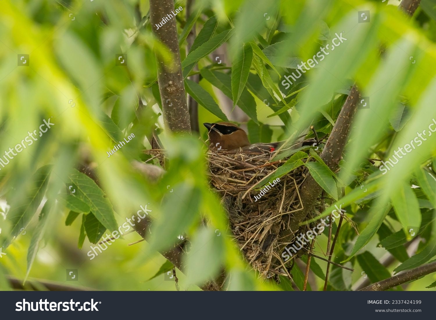 Cedar Waxwing sits on her nest #2337424199