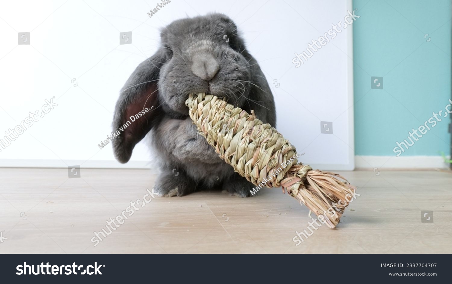 Cute grey french lop bunny rabbit chewing on a chewing toy #2337704707