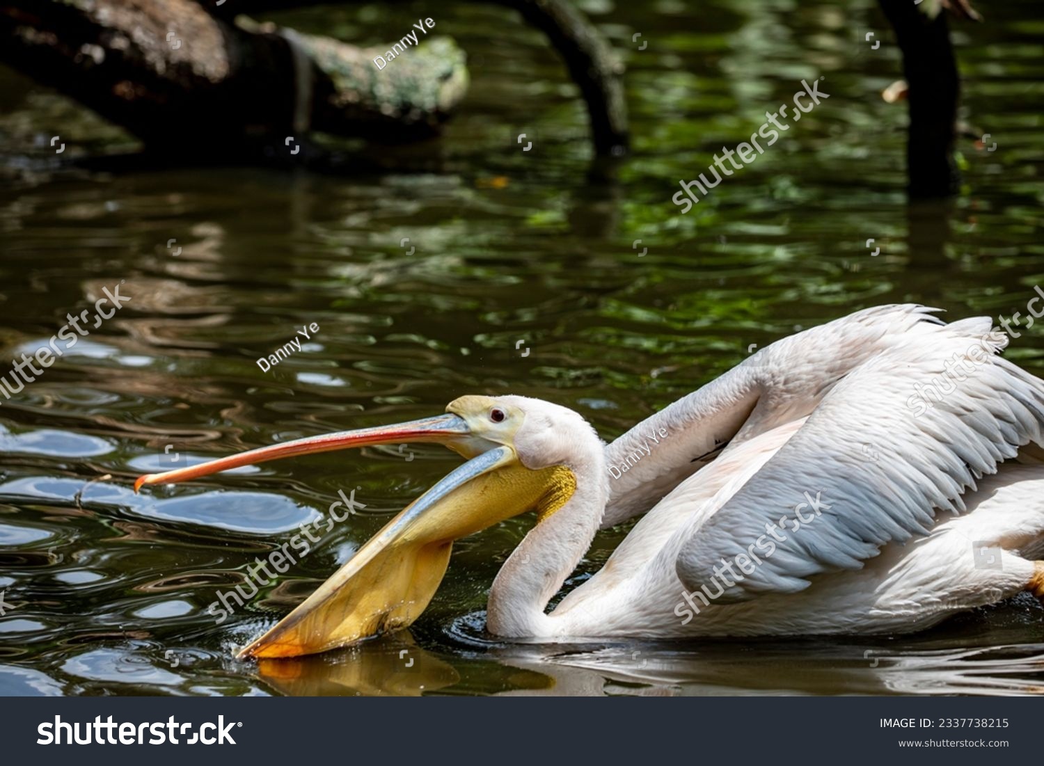 The great white pelican (Pelecanus onocrotalus) open the beak. It is a bird in the pelican family. It breeds from southeastern Europe through Asia and Africa, in swamps and shallow lakes. #2337738215