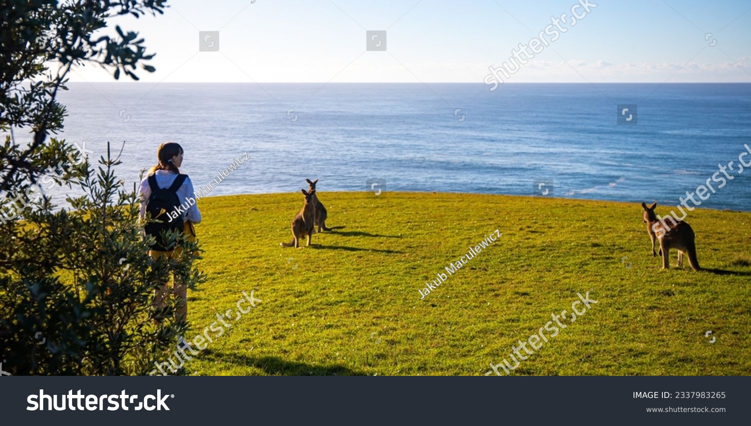 girl enjoys close encounter with eastern grey kangaroos; new south wales coast in hat head national park, australia; #2337983265
