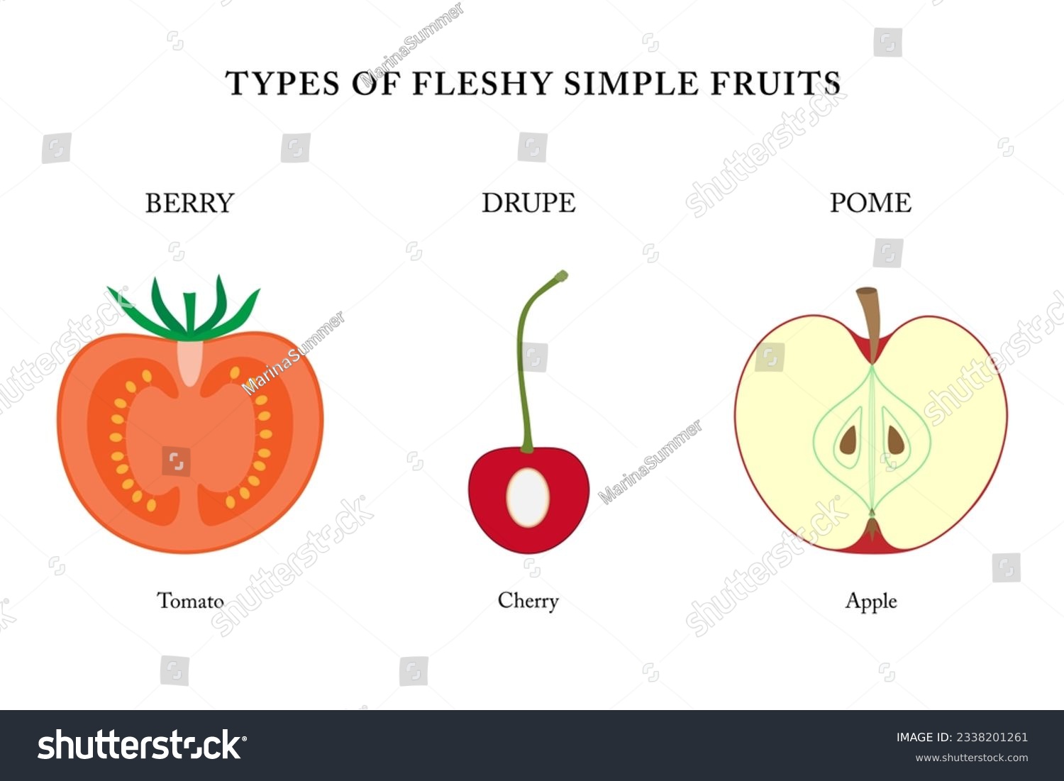 Types of fleshy simple fruits (berry, drupe, - Royalty Free Stock ...