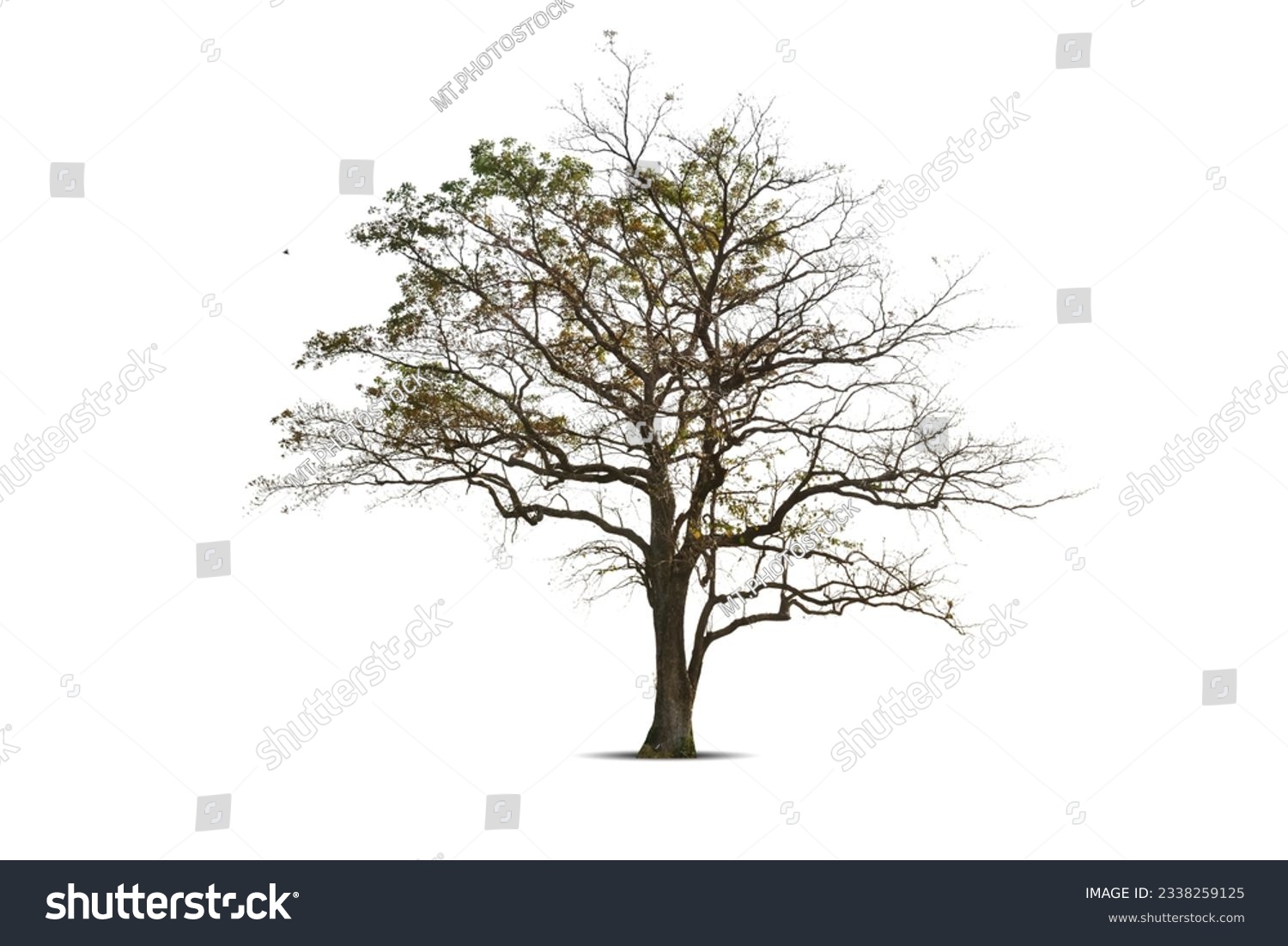 Dry branch of big dead tree with cracked dark bark stem. Beautiful old tree isolated on white background. Single old and dead tree on nature. Alone wooden trunk forest in fall season change #2338259125