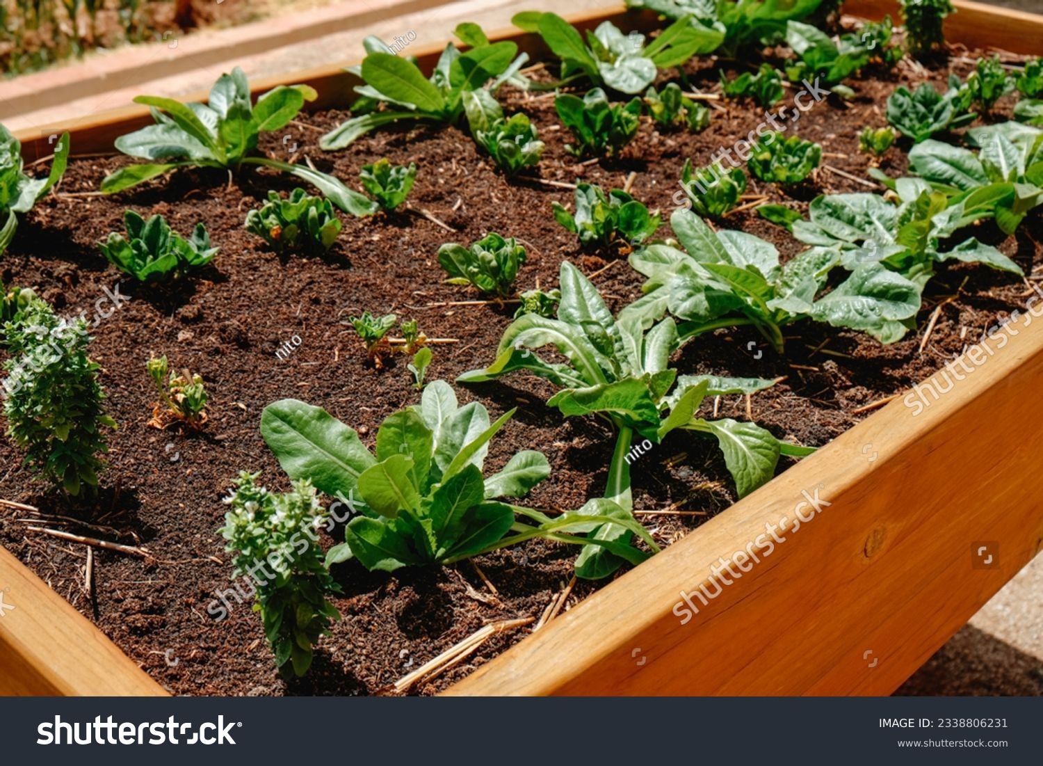 closeup of some smal spinach and lettuce plants growing in an elevated bed planter box in Spain, on a summer day #2338806231