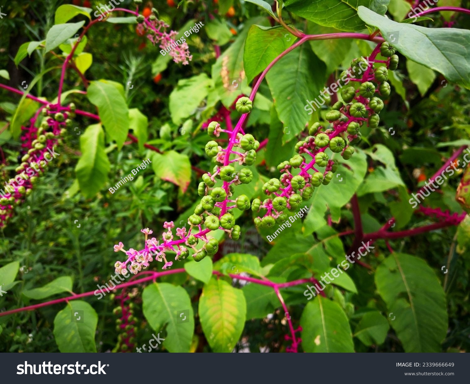 Twig of American pokeweed (Phytolacca americana, poke sallet, inkberry, nightshade, pokeroot, redweed, pigeonberry, pocan bush, red ink plant, Virginian red stem pokeberry) with flowers and berries #2339666649