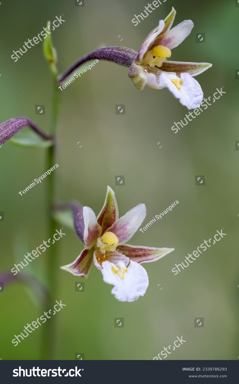 Marsh helleborine flowering in summer  #2339786293