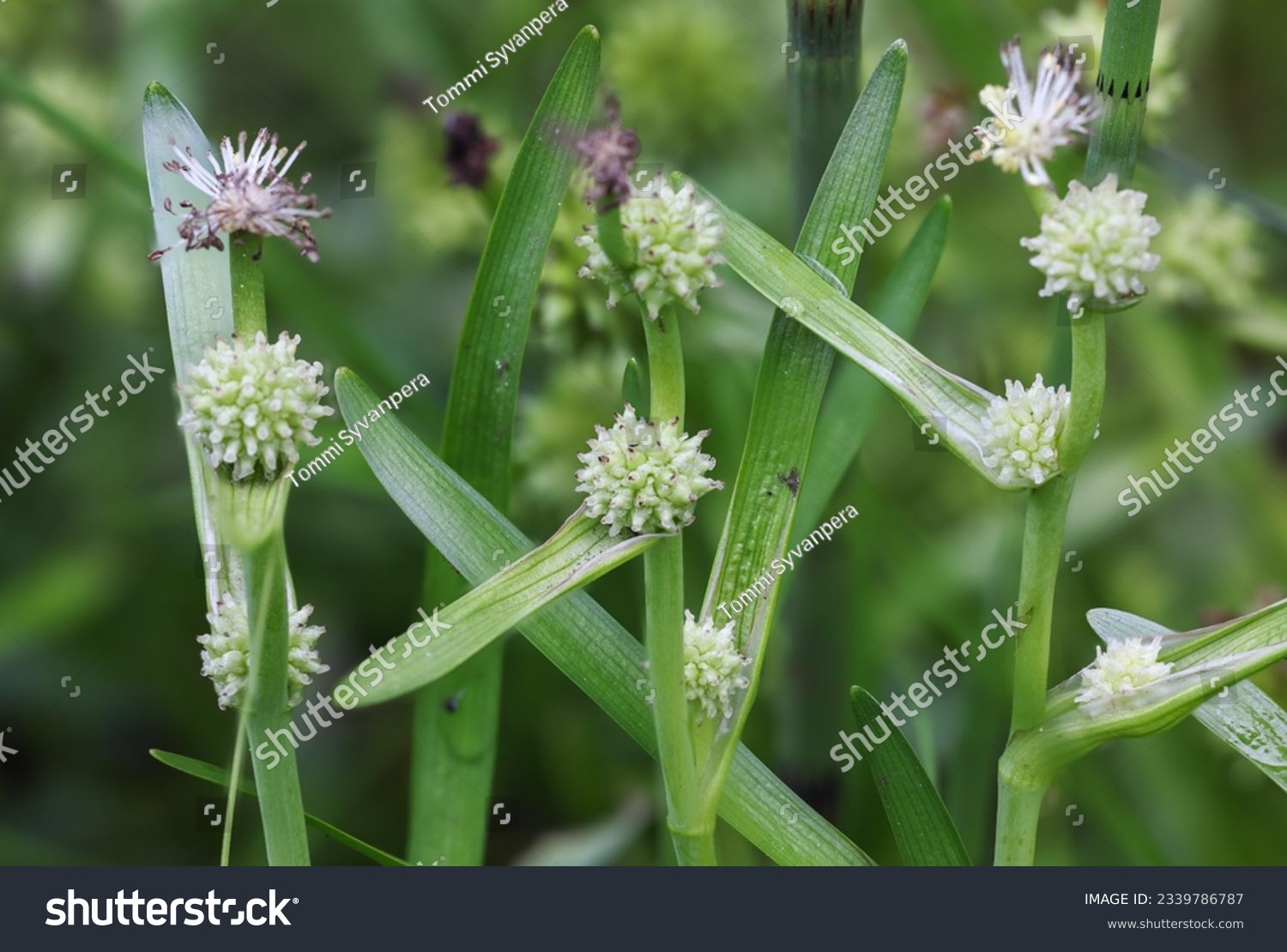 Small bur-reed flowering in summer  #2339786787