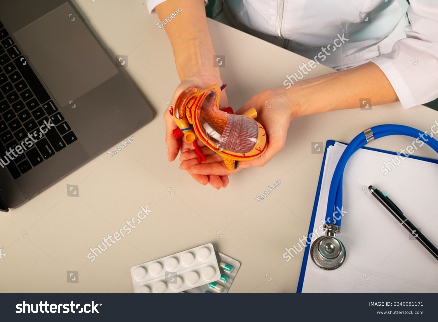 The anatomical model stomach in doctor palm hand on work desk #2340081171
