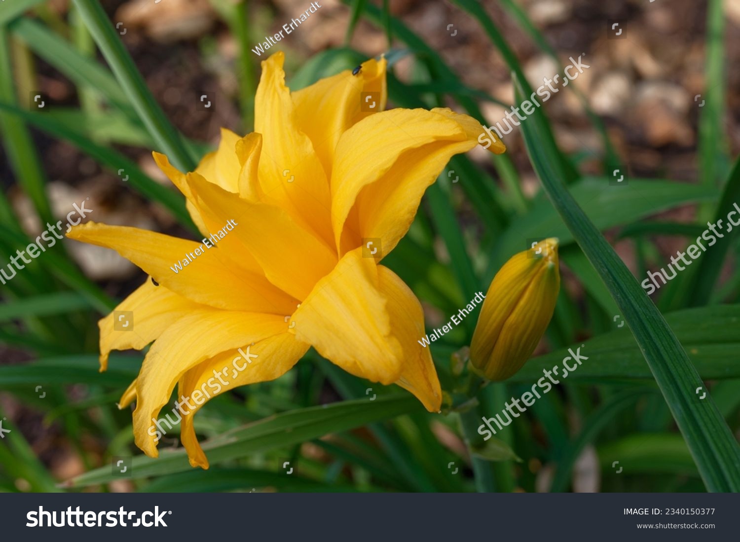 Hemerocallis 'Double Talk' is a daylily with double yellow flowers #2340150377