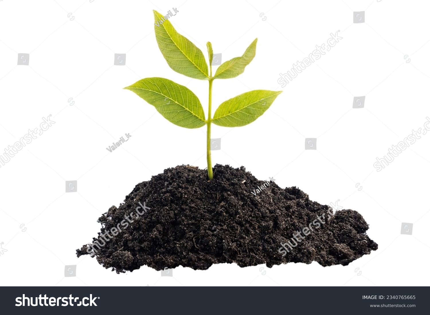Young plant growing in pile of black soil. Cut out #2340765665