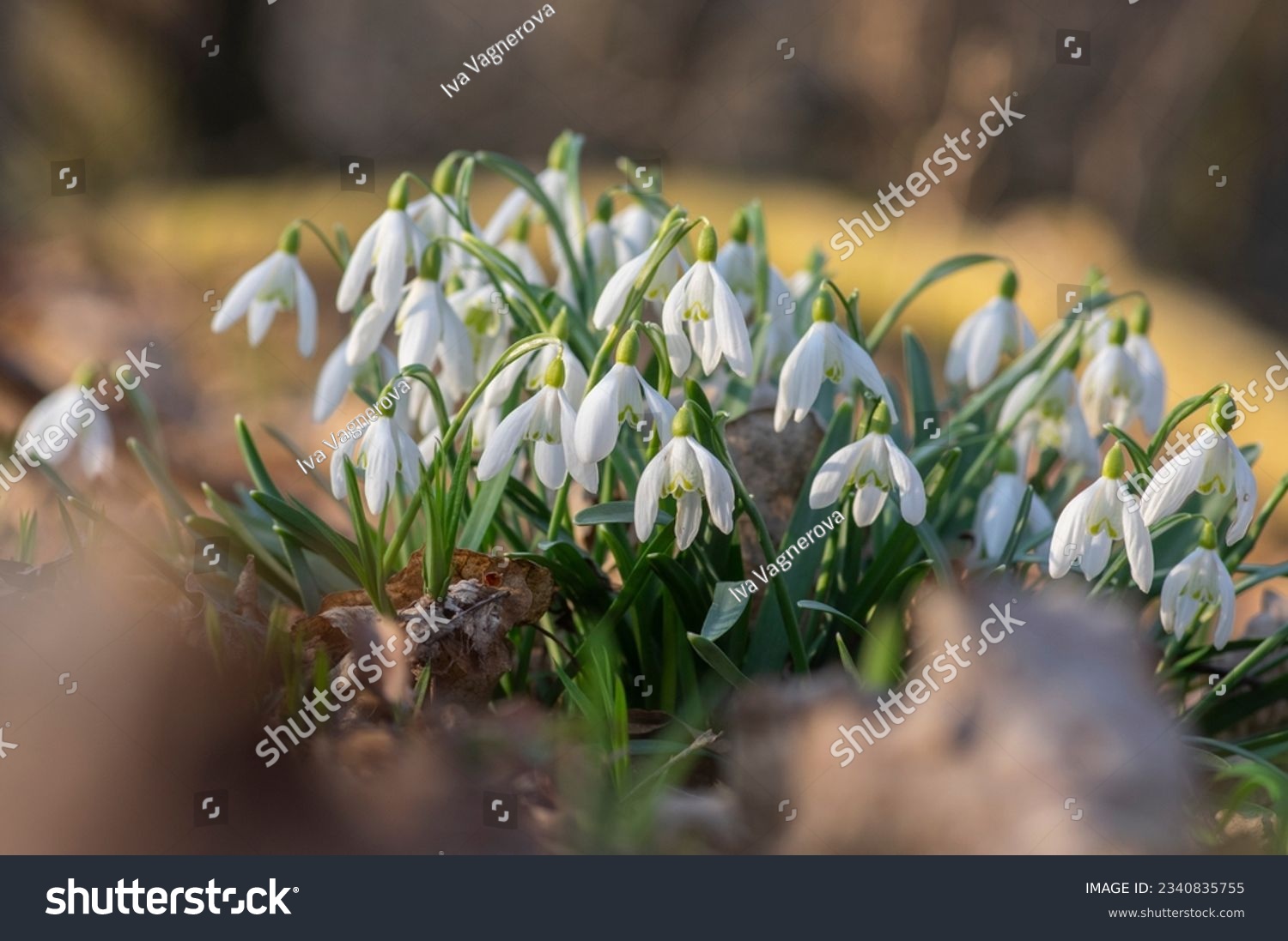 Galanthus nivalis flowering plants, bright white common snowdrop in bloom in sunlight daylight #2340835755