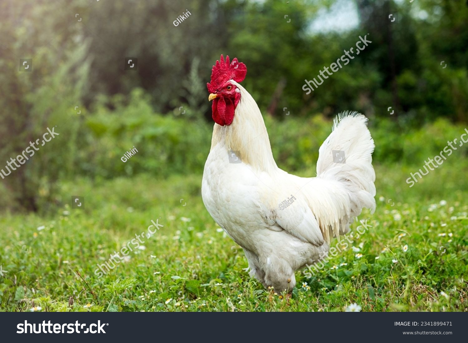 Portrait of a white rooster on a green lawn in sunlight. #2341899471