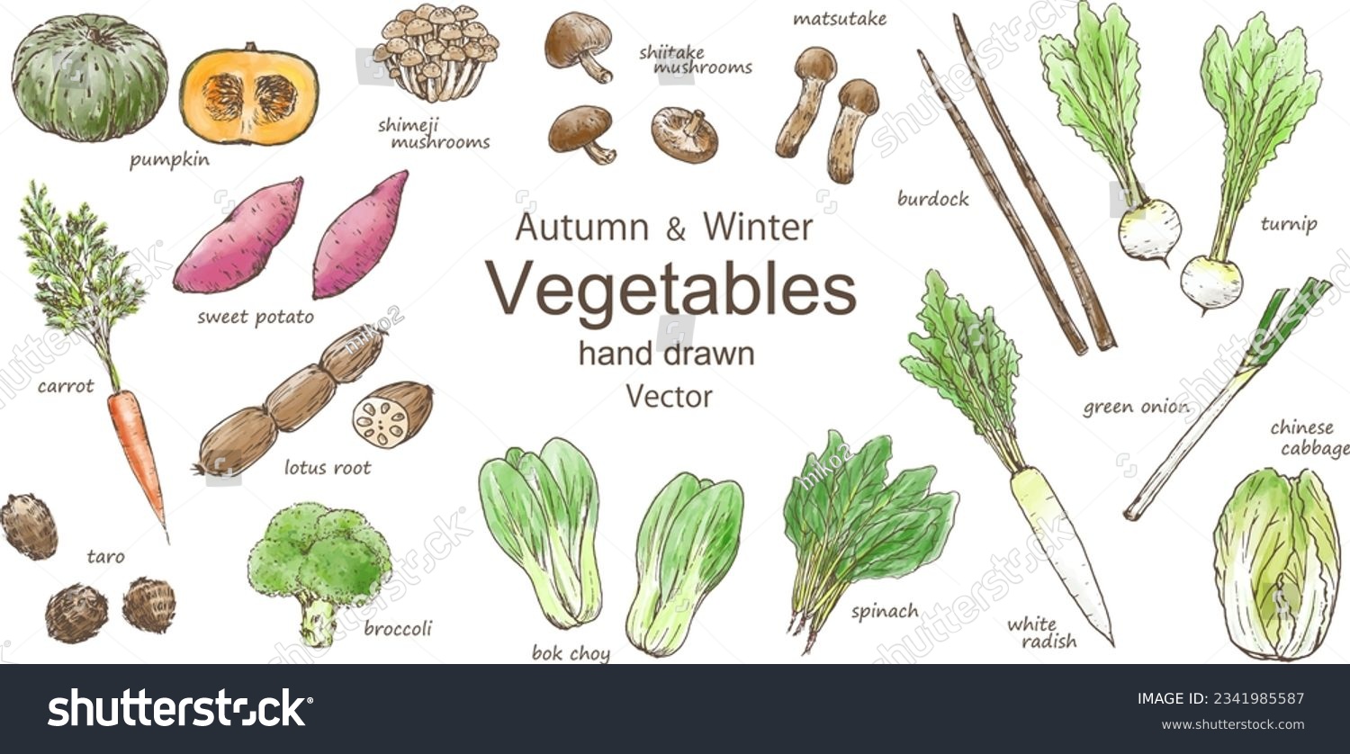 Vector illustration set of autumn and winter vegetables #2341985587