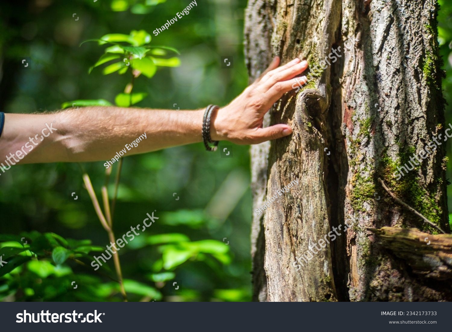 A man's hand touch the tree trunk close-up. Bark wood.Caring for the environment. The ecology concept of saving the world and love nature by human. #2342173733