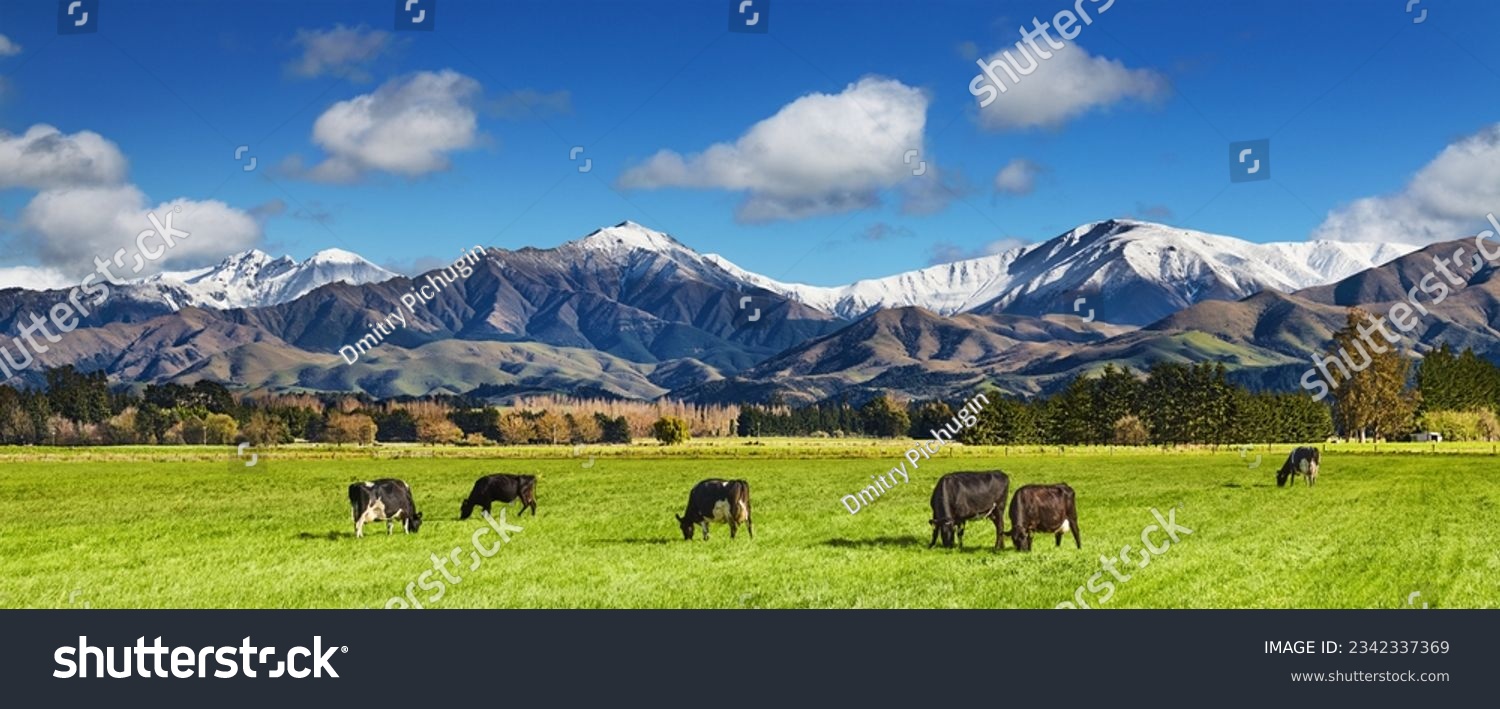 Pastoral landscape with grazing cows and snowy mountains in New Zealand #2342337369