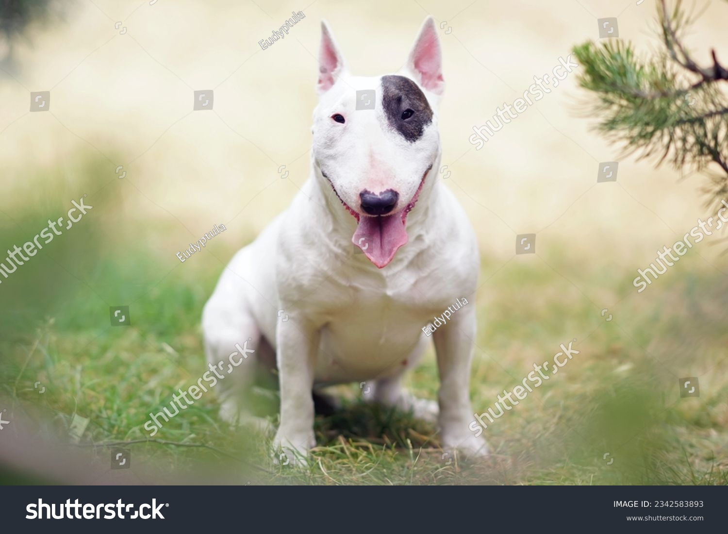White with a brown patch Miniature Bull Terrier dog posing outdoors sitting on a green grass under a pine tree in summer #2342583893