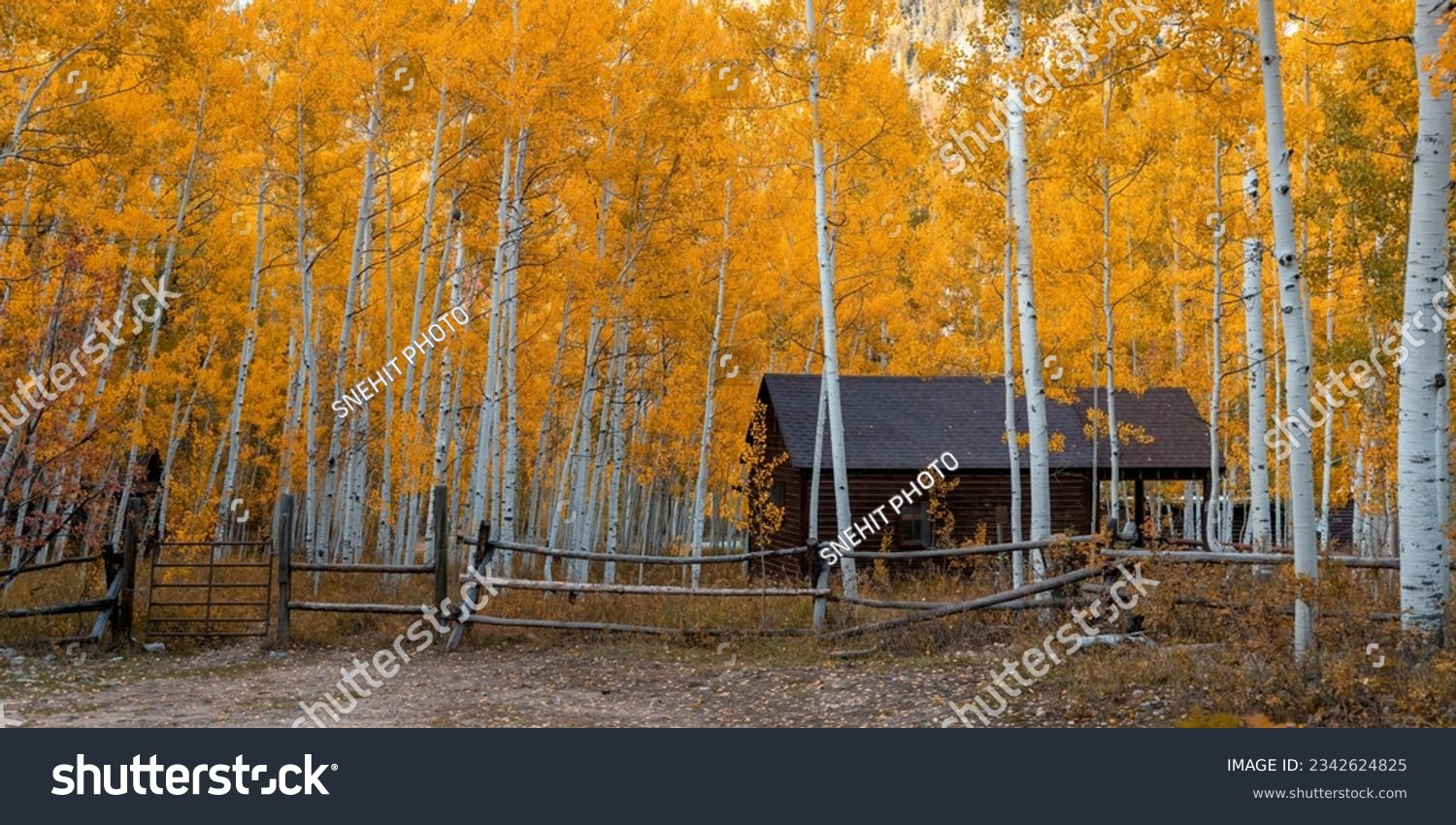 Panoramic view of tall Aspen trees around cabin in the Wasatch Cache National Forest. #2342624825