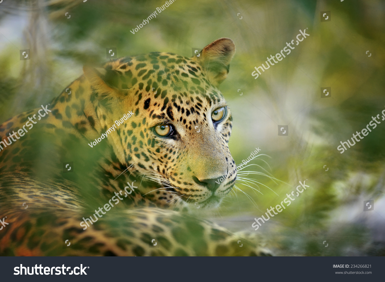 Leopard in the wild on the island of Sri Lanka #234266821