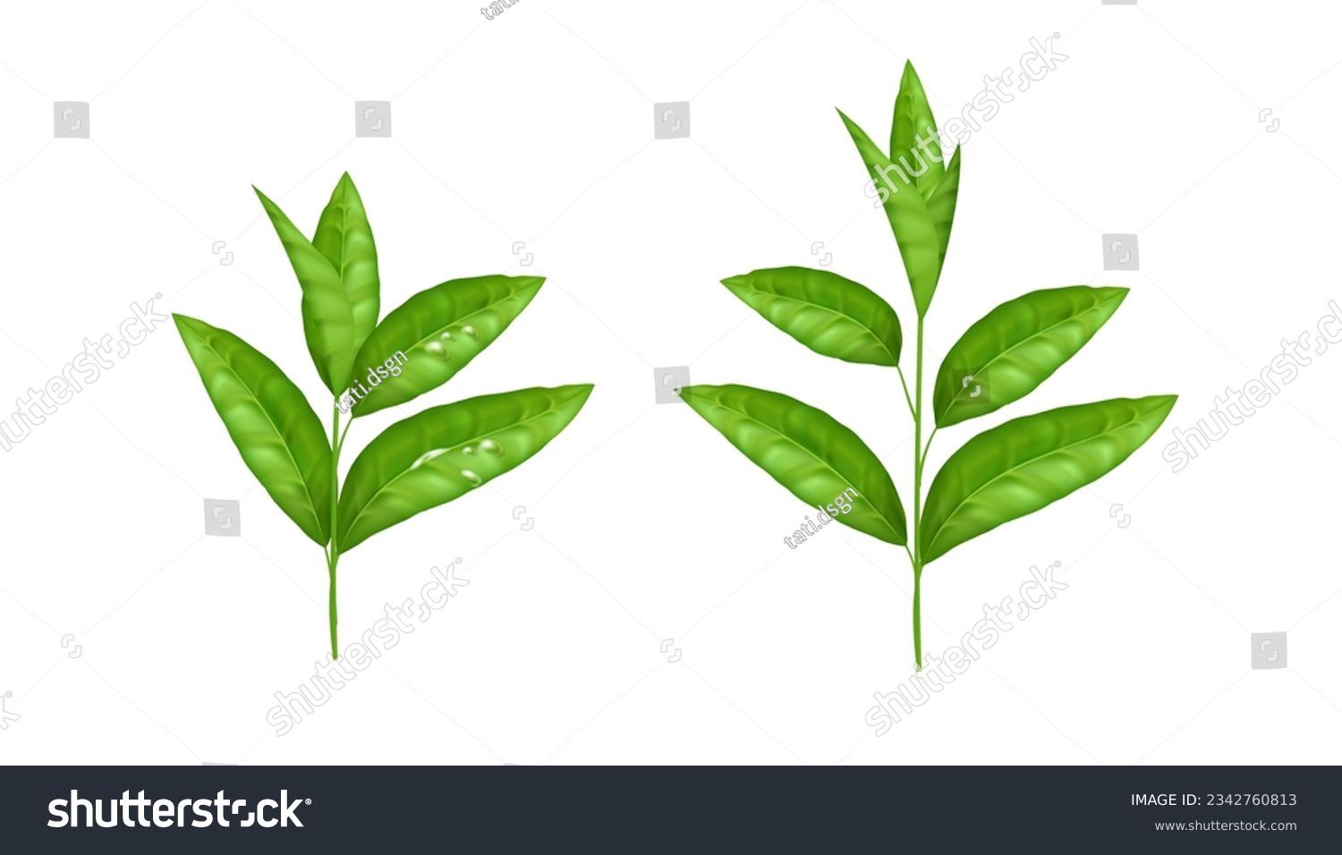 Realistic green leaf vector set. Fresh and organic herbal elements isolated on white. Nature and eco concept. The natural and organic design is perfect for tea and herbal product packaging #2342760813
