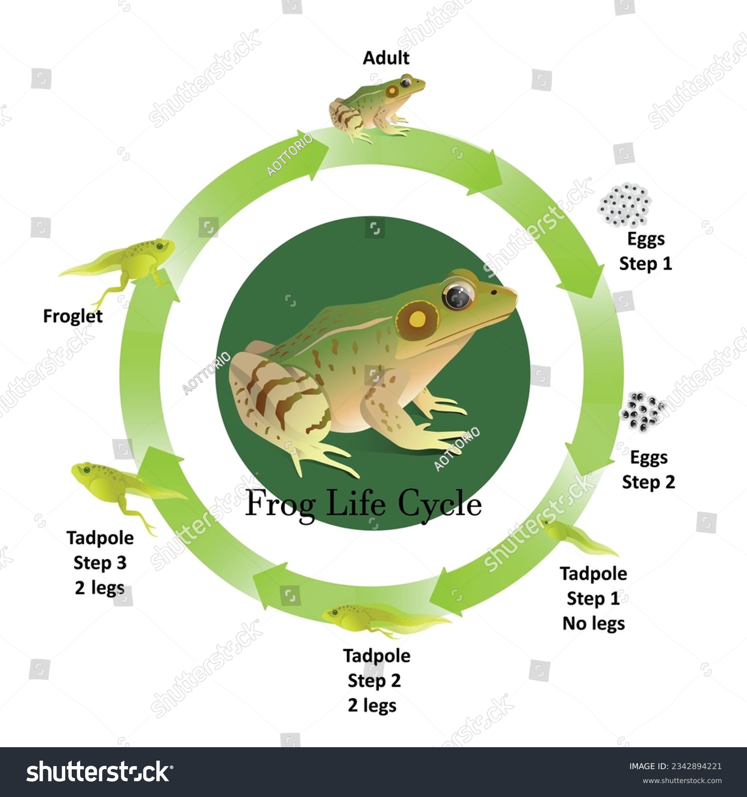 The Life Cycle Of Frogs, Amphibians,insects Are - Royalty Free Stock 