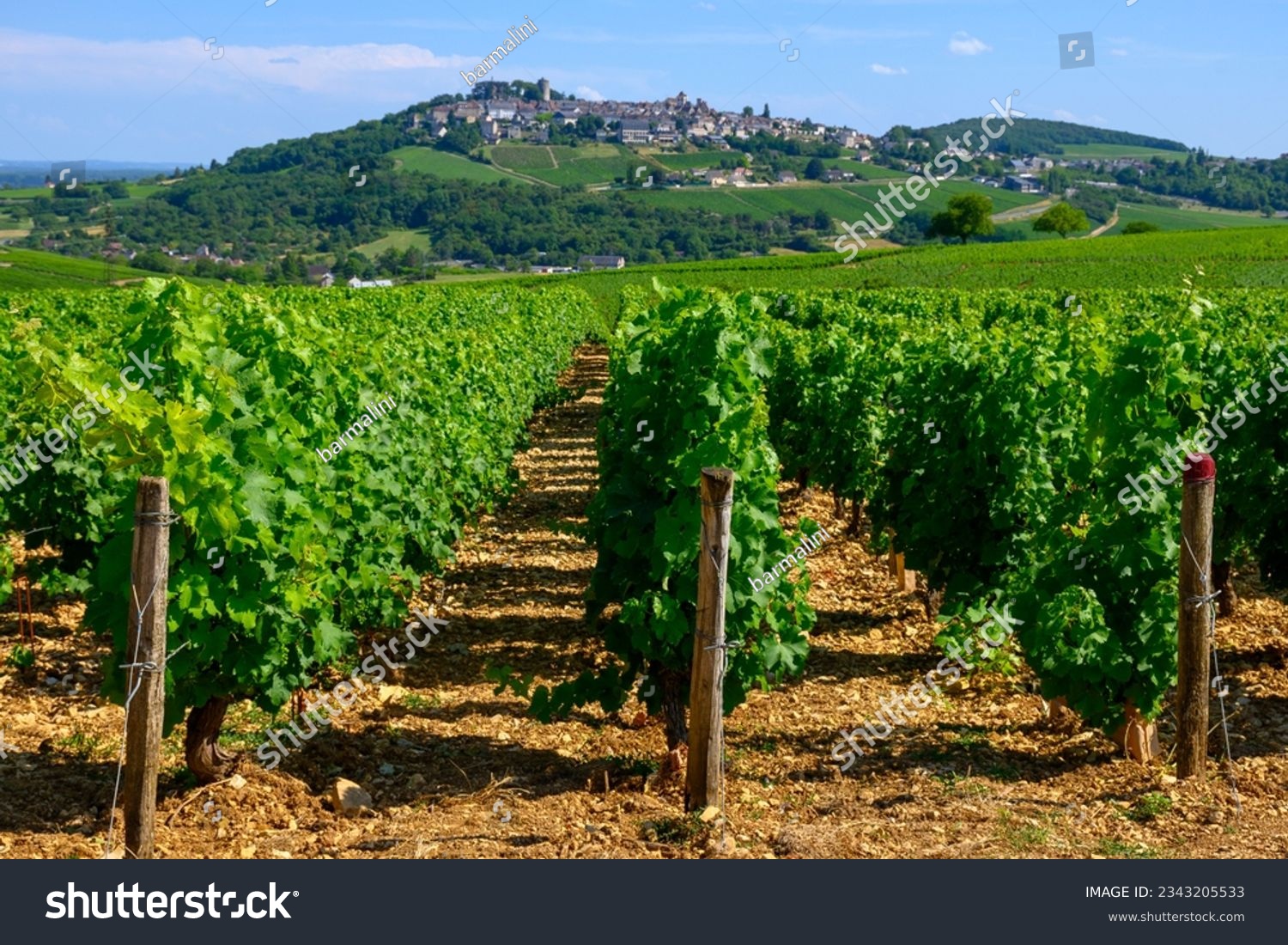 View on green vineyards around Sancerre wine making village, rows of sauvignon blanc grapes on hills with different soils, Cher, Loire valley, France #2343205533