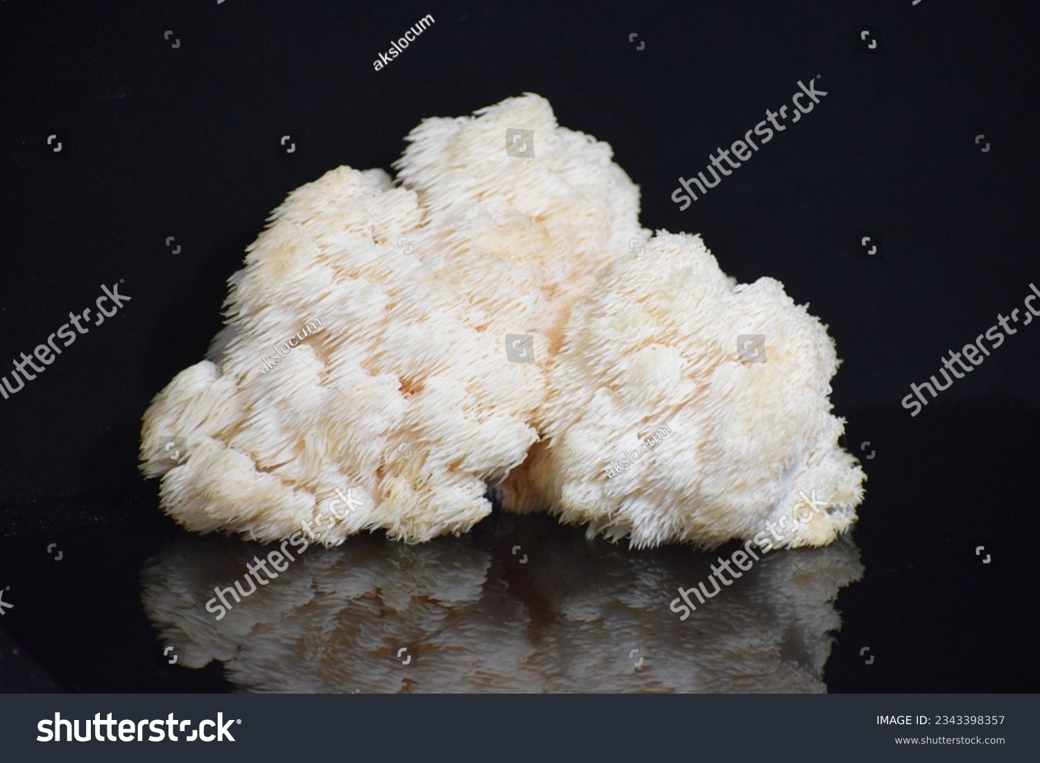 Hericium erinaceus (also called lion's mane mushroom, mountain-priest mushroom, bearded tooth fungus, and bearded hedgehog) is an edible mushroom belonging to the tooth fungus group.  #2343398357
