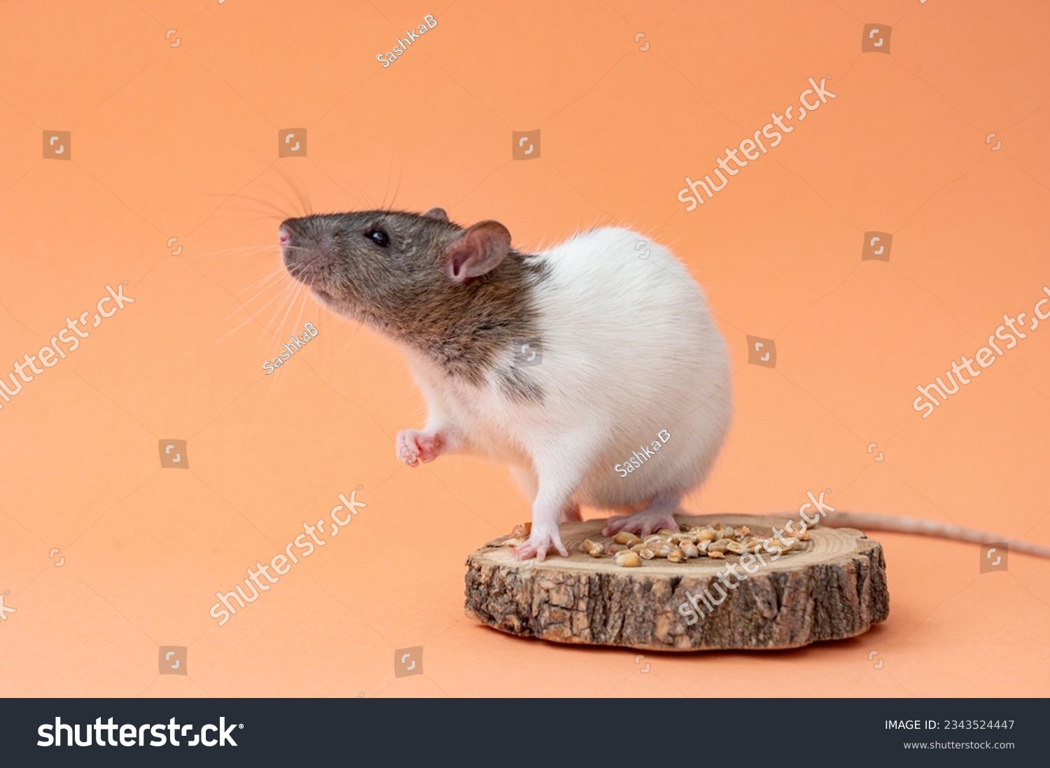 A cute pet rat is sitting on a colored background. Space for text. A pet, a rodent. The rat looks away #2343524447