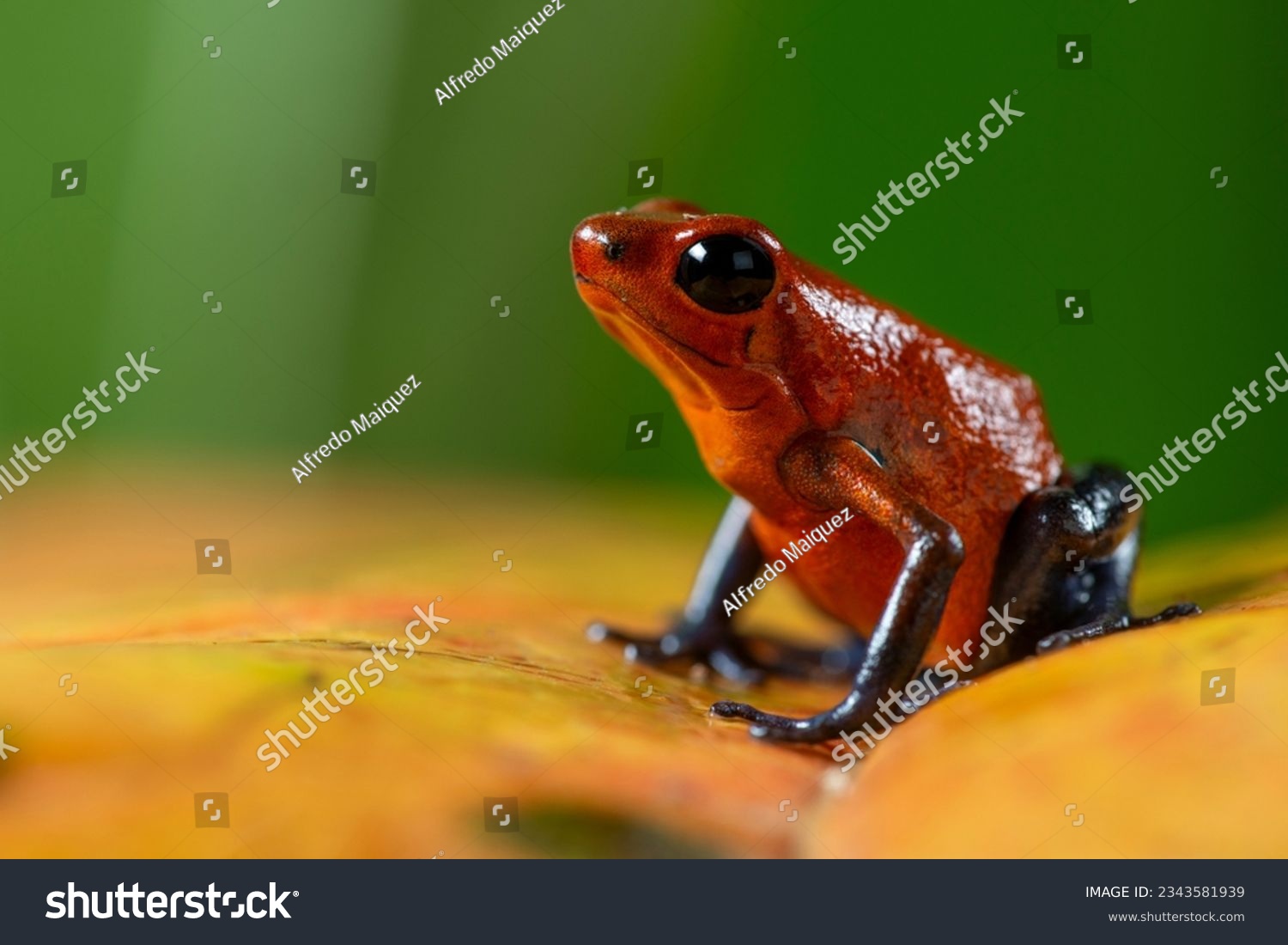  Strawberry Poison-dart Frog (Oophaga pumilio) from the tropical rain forest of Costa Rica, Central America _ stock photo #2343581939