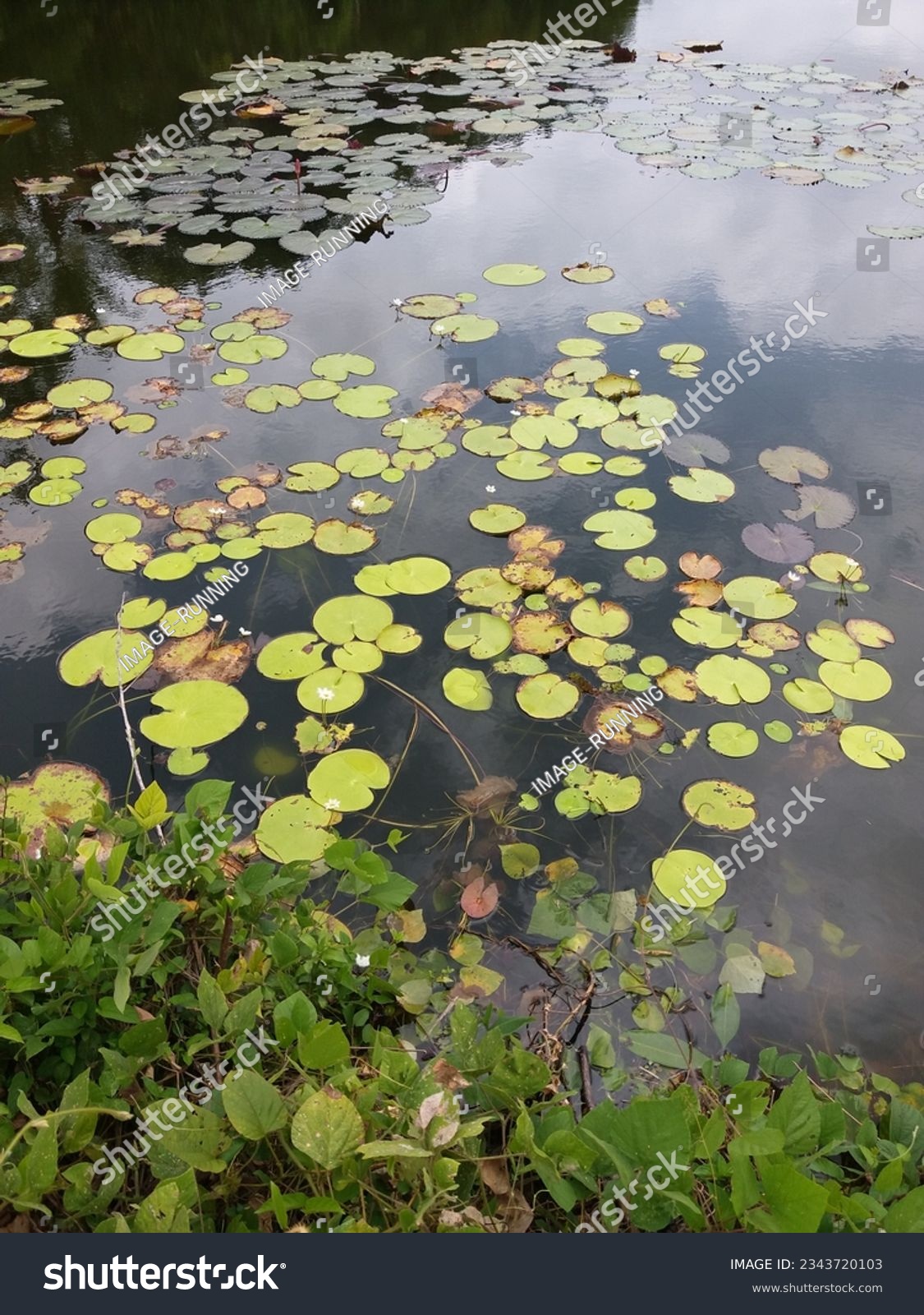 Nymphoides indica | Kumudu plantt in pond | Family-Menyanthaceae 2023 #2343720103