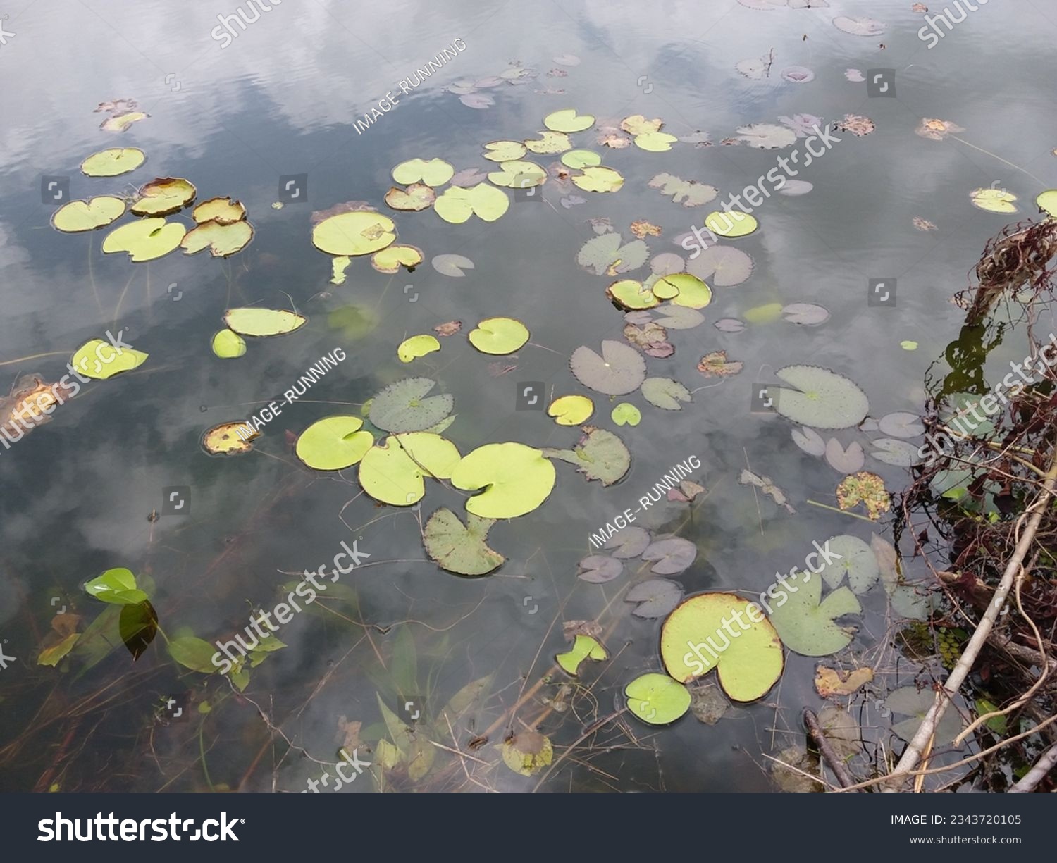 Nymphoides indica | Kumudu plantt in pond | Family-Menyanthaceae 2023 #2343720105