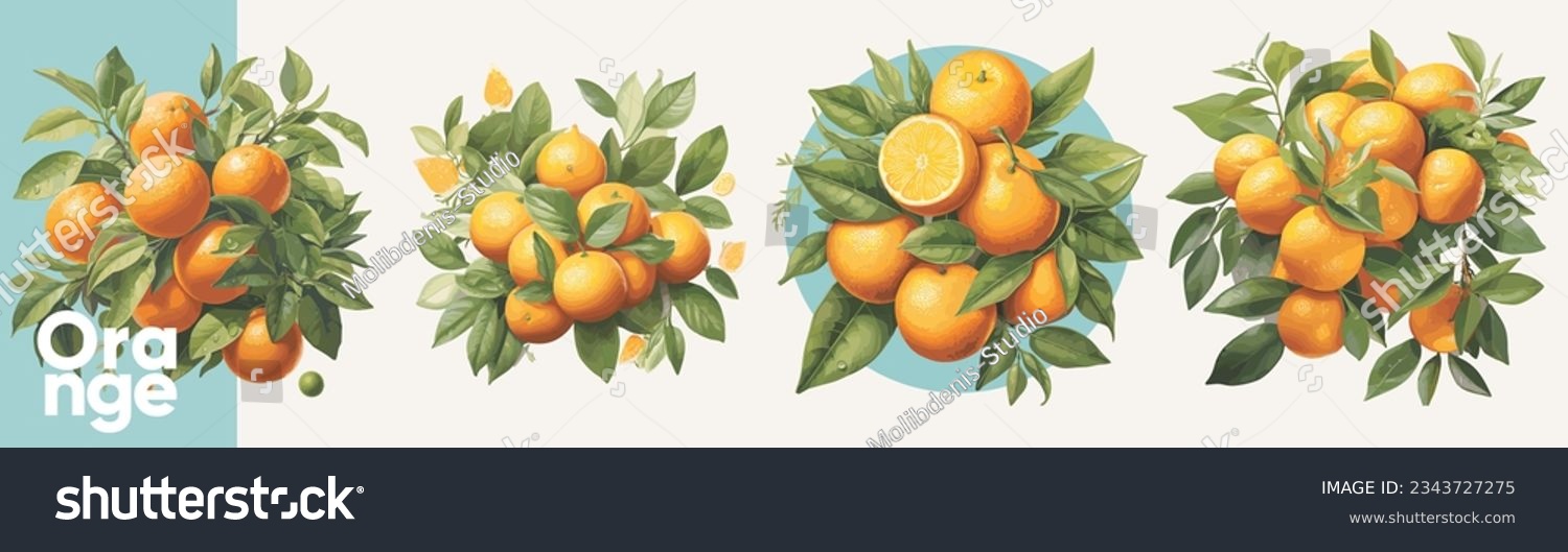 Oranges in leaves. A set of vector illustrations. Vectorized gouache illustrations. Collection of isolates for labels, prints, banners. #2343727275