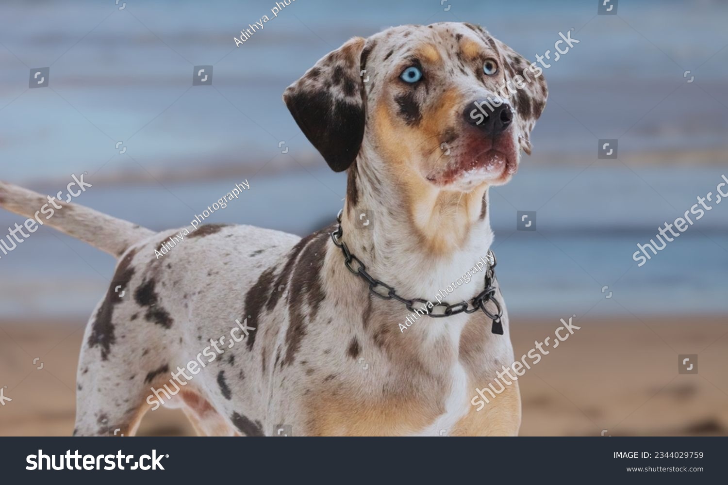 Adorable tri-colored white, brown and black purebred American Leopard Hound dog with glorious green eyes #2344029759