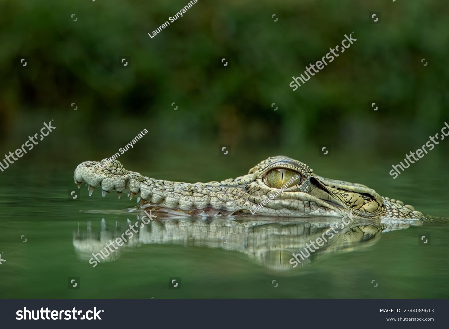 The Saltwater Crocodile (Crocodylus porosus) in the river on Borneo island, Indonesia. The species is one of the largest living crocodile in the world.  #2344089613