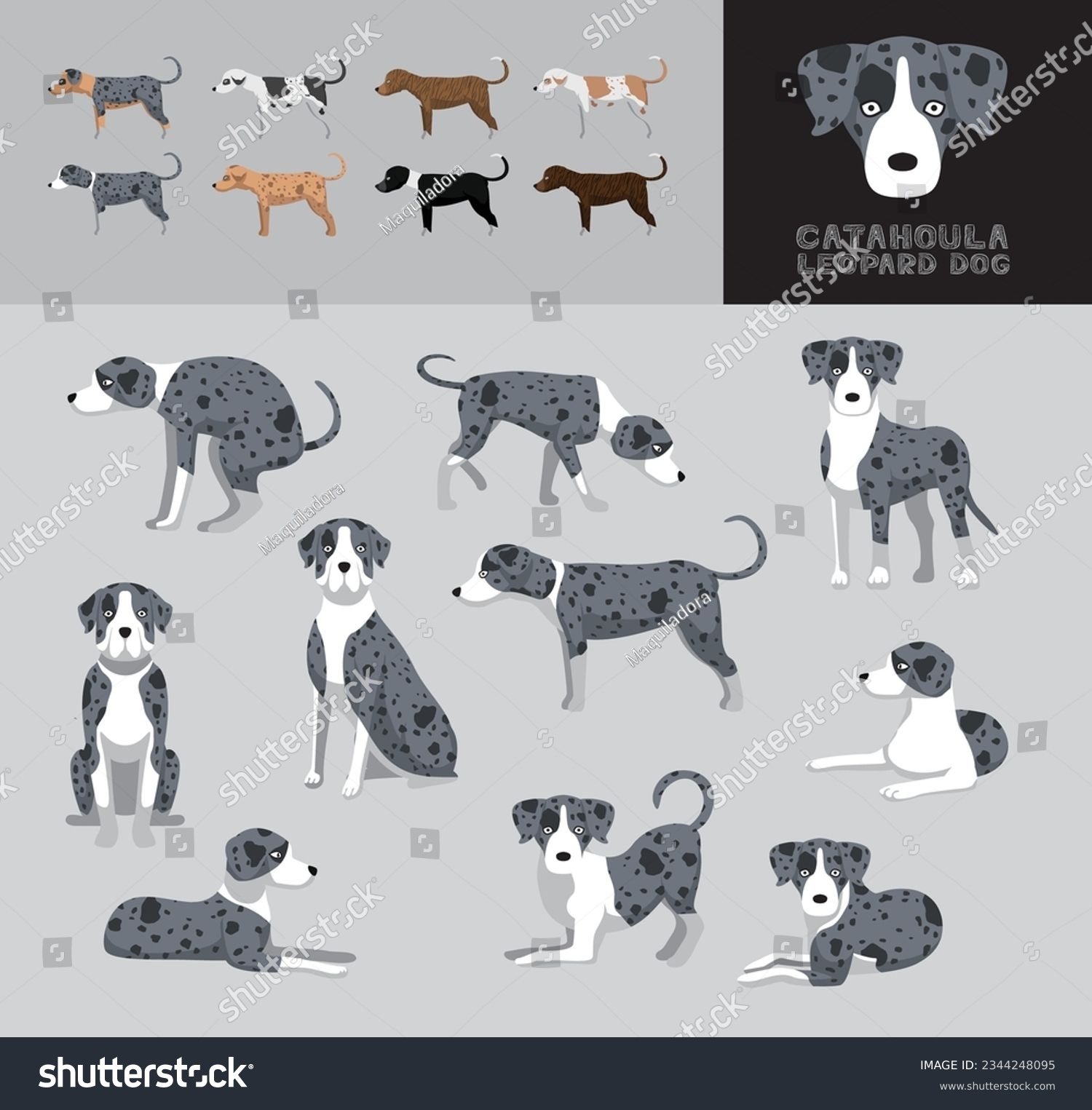 Dog Catahoula Leopard Dog Cartoon Vector - Royalty Free Stock Vector ...