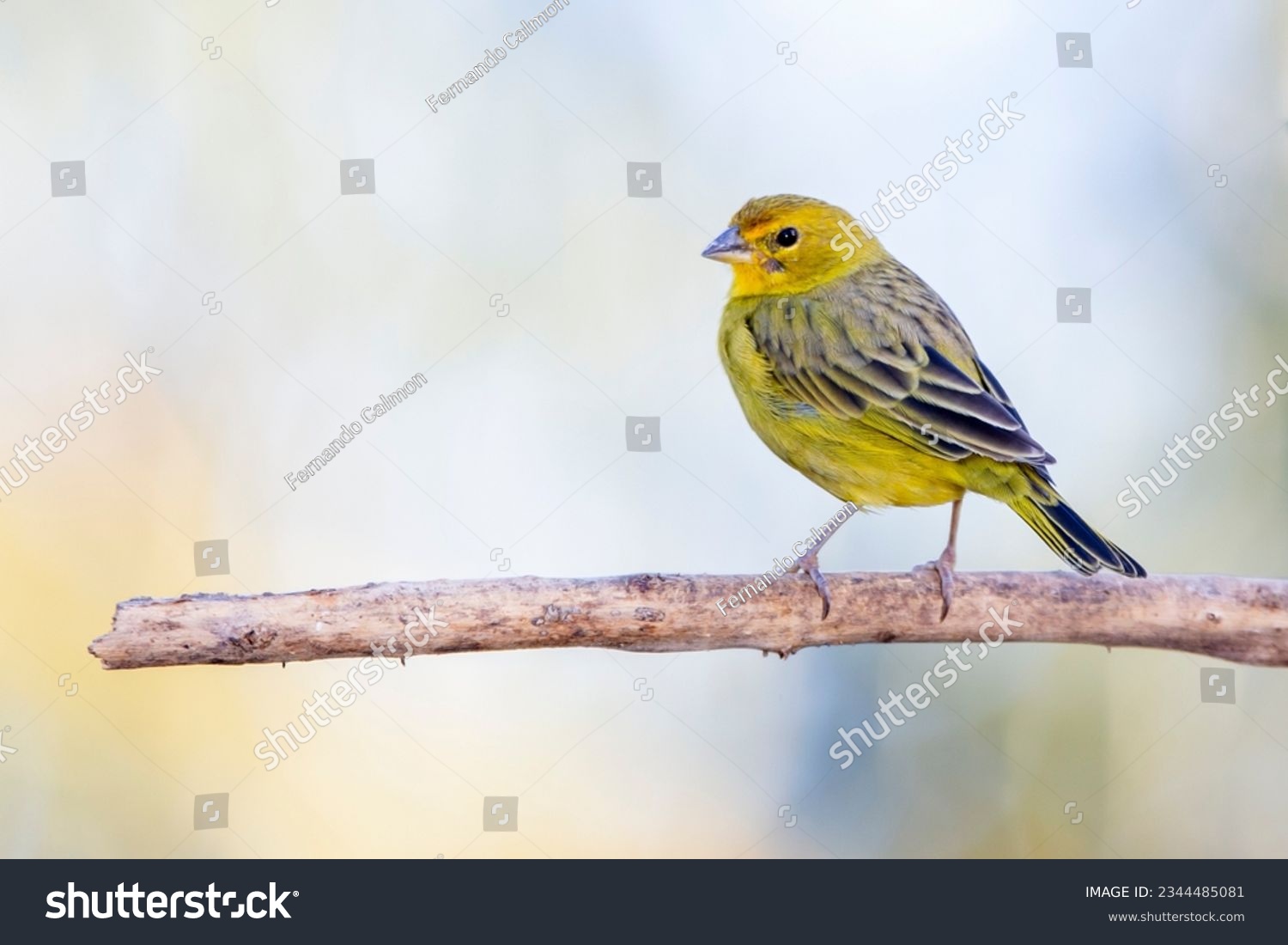 A male of Saffron Finch also known as Canario or Chirigue Azafranado under rain. Species Sicalis flaveola. Birdwatcher. Bird lover. Birding. Yellowbird. #2344485081