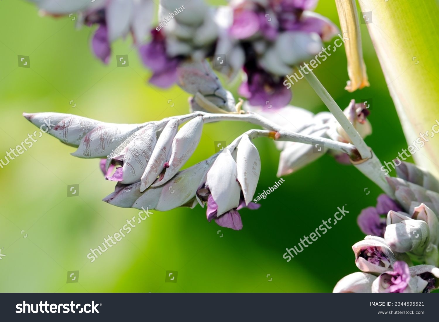 Purple flowerhead of the Powdery thalia (MIzukanna, Thalia dealbata Fraser ex Roscoe, close up macro photography) #2344595521