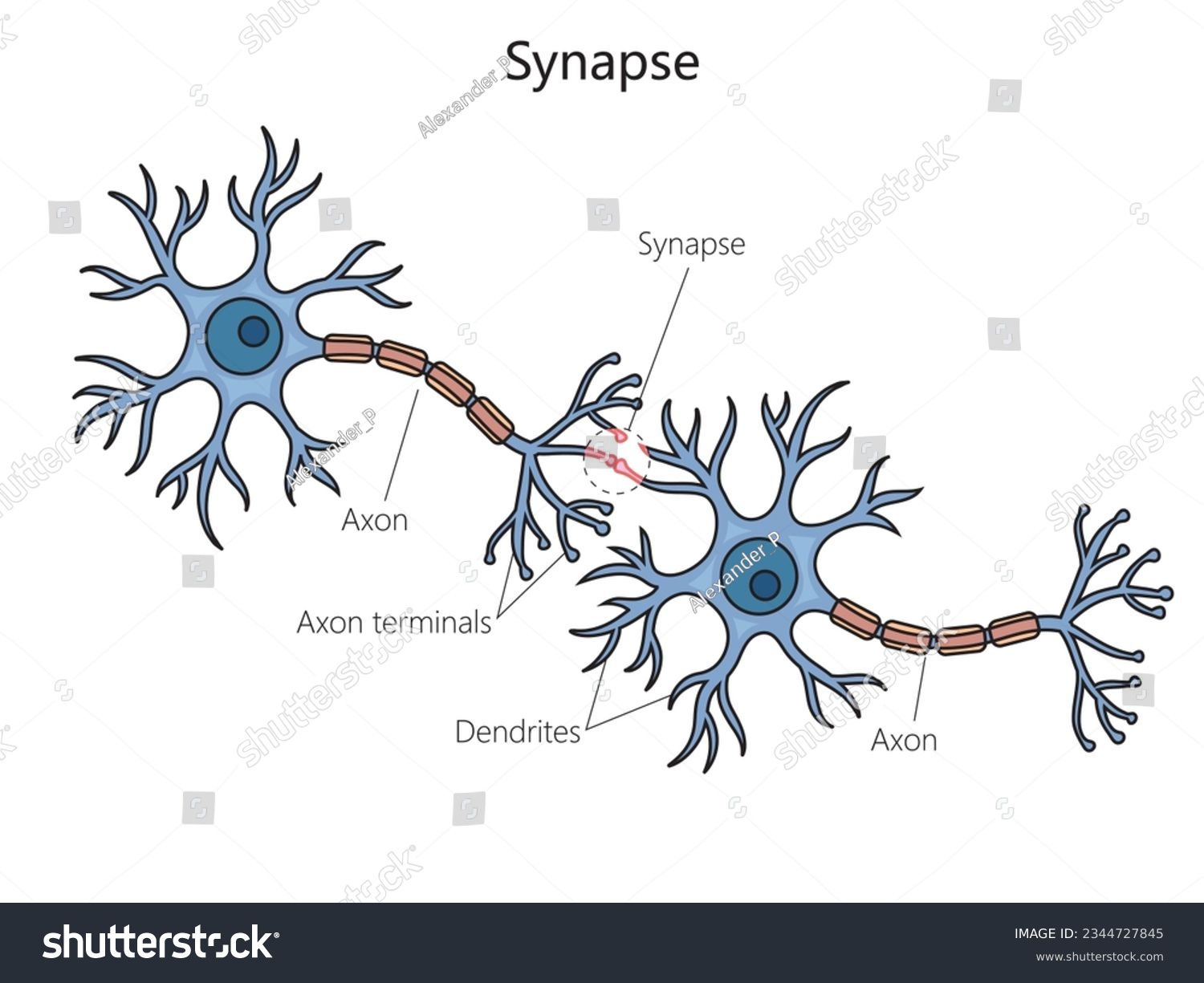 Synapse connection diagram schematic vector illustration. Medical science educational illustration #2344727845